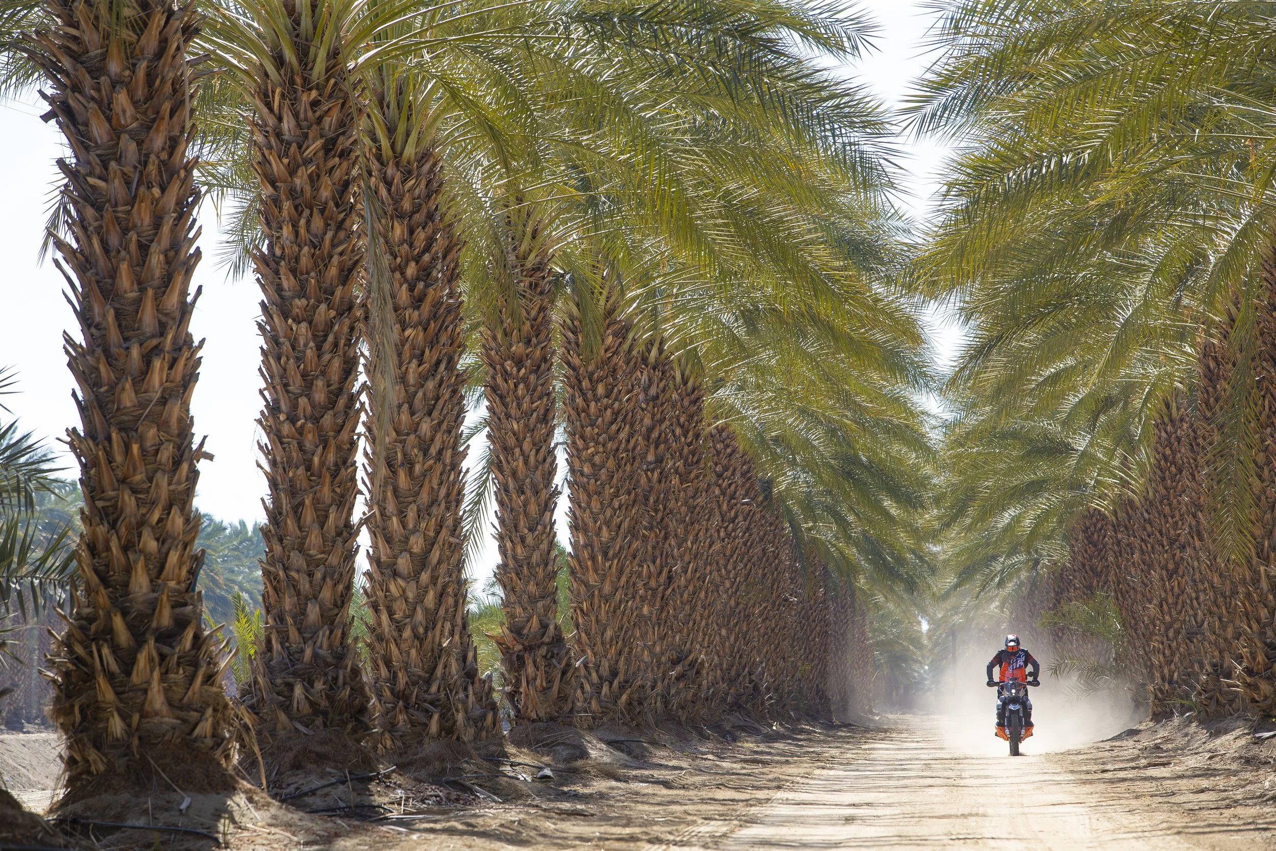 A person riding a motorcycle through a path lined with tall palm trees.