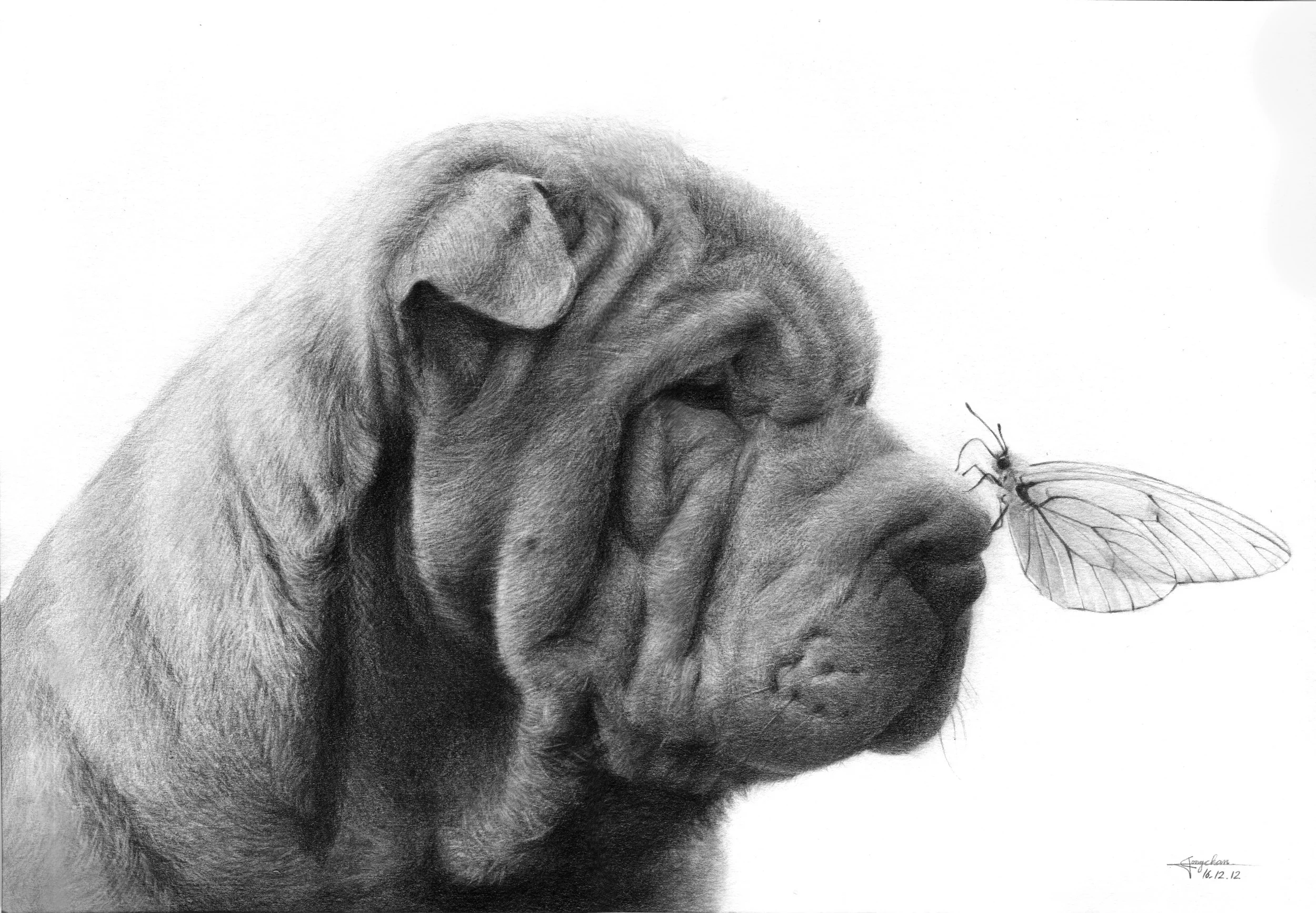 0807[Shar pei, Pencil on paper].jpg