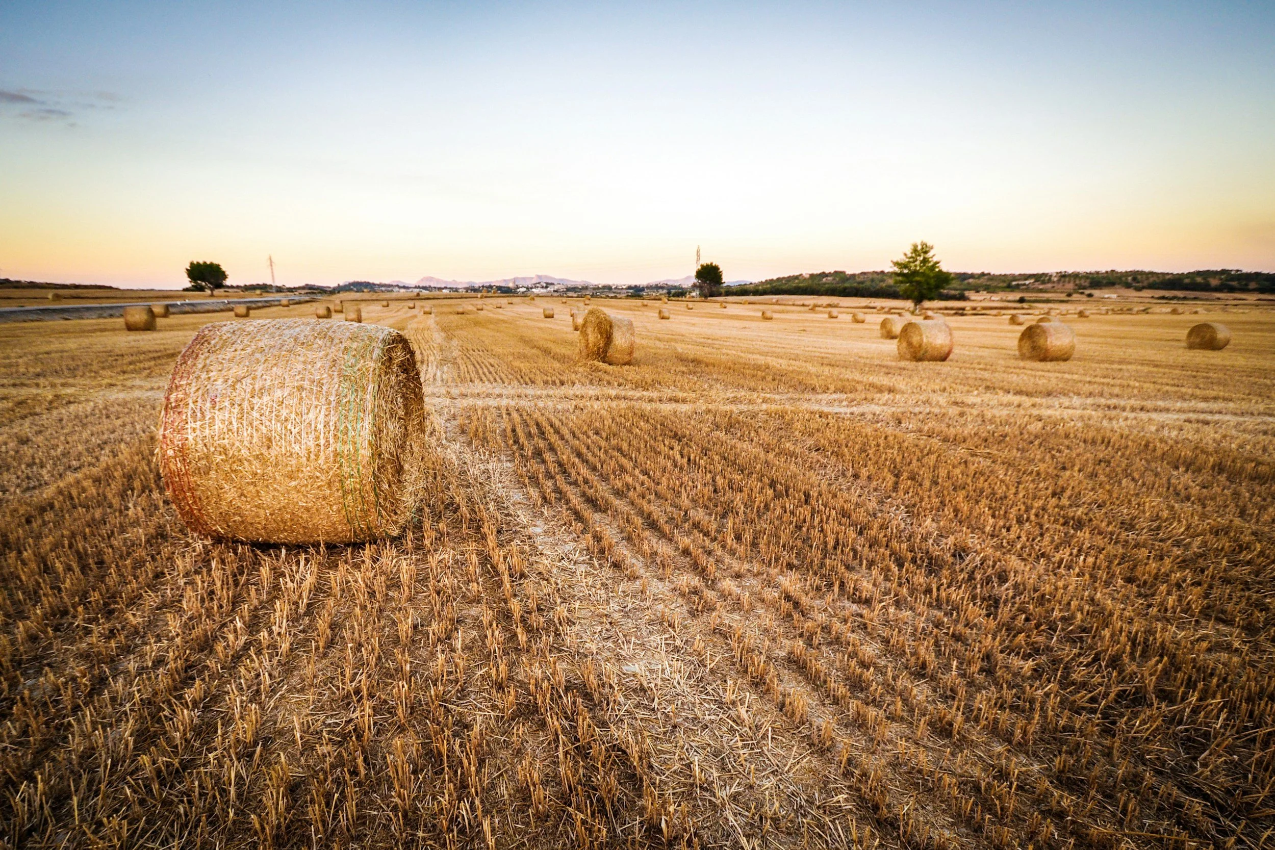 A wide field with numerous hay bales scattered across the golden, harvested farmland at sunset, with a few trees and distant hills in the background.