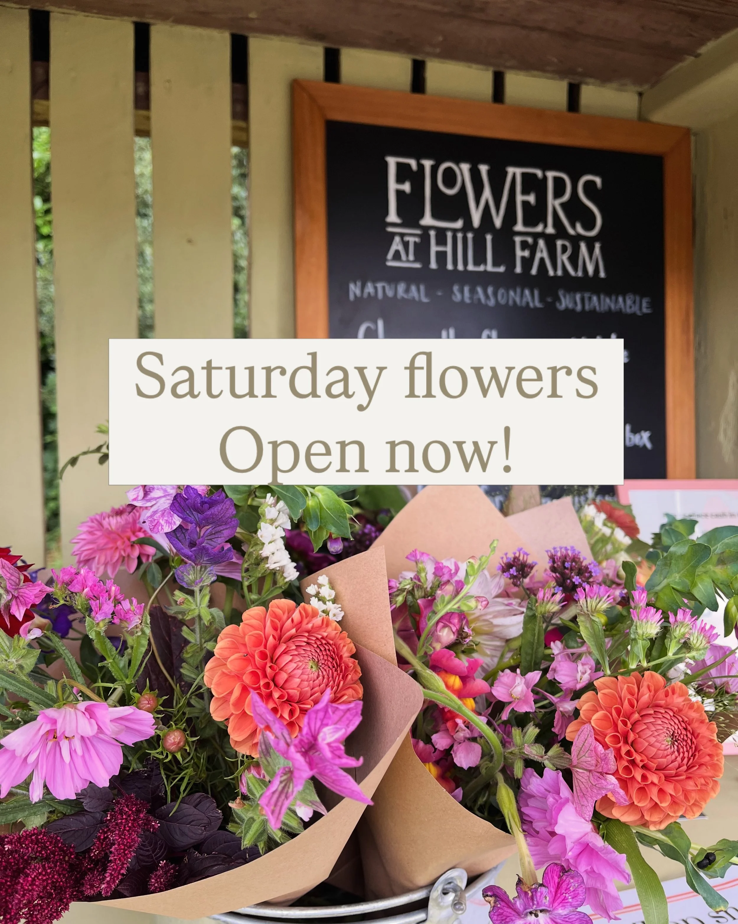 Ok, it&rsquo;s a gloomy out, the children have gone back to school. You probably/DEFINITELY deserve a weekend treat! 

The honesty stand is open until we sell out, smaller posies and bouquets available featuring the best of what&rsquo;s in bloom righ