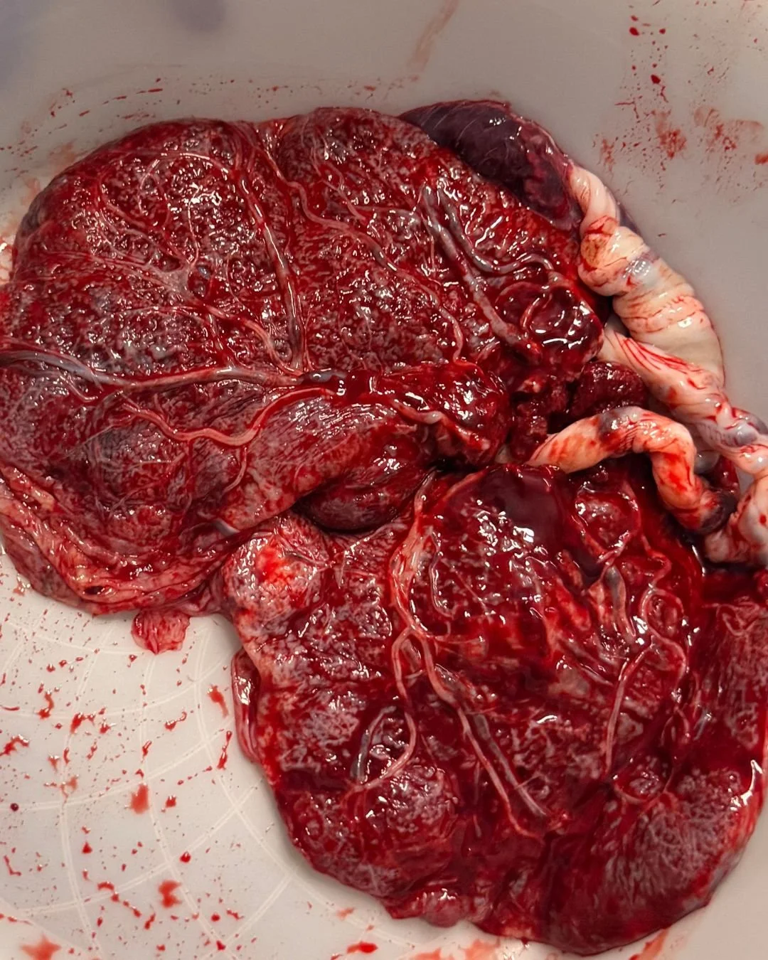 Fresh, raw animal organs, including what appears to be a large liver and other visceral tissues, in a container.