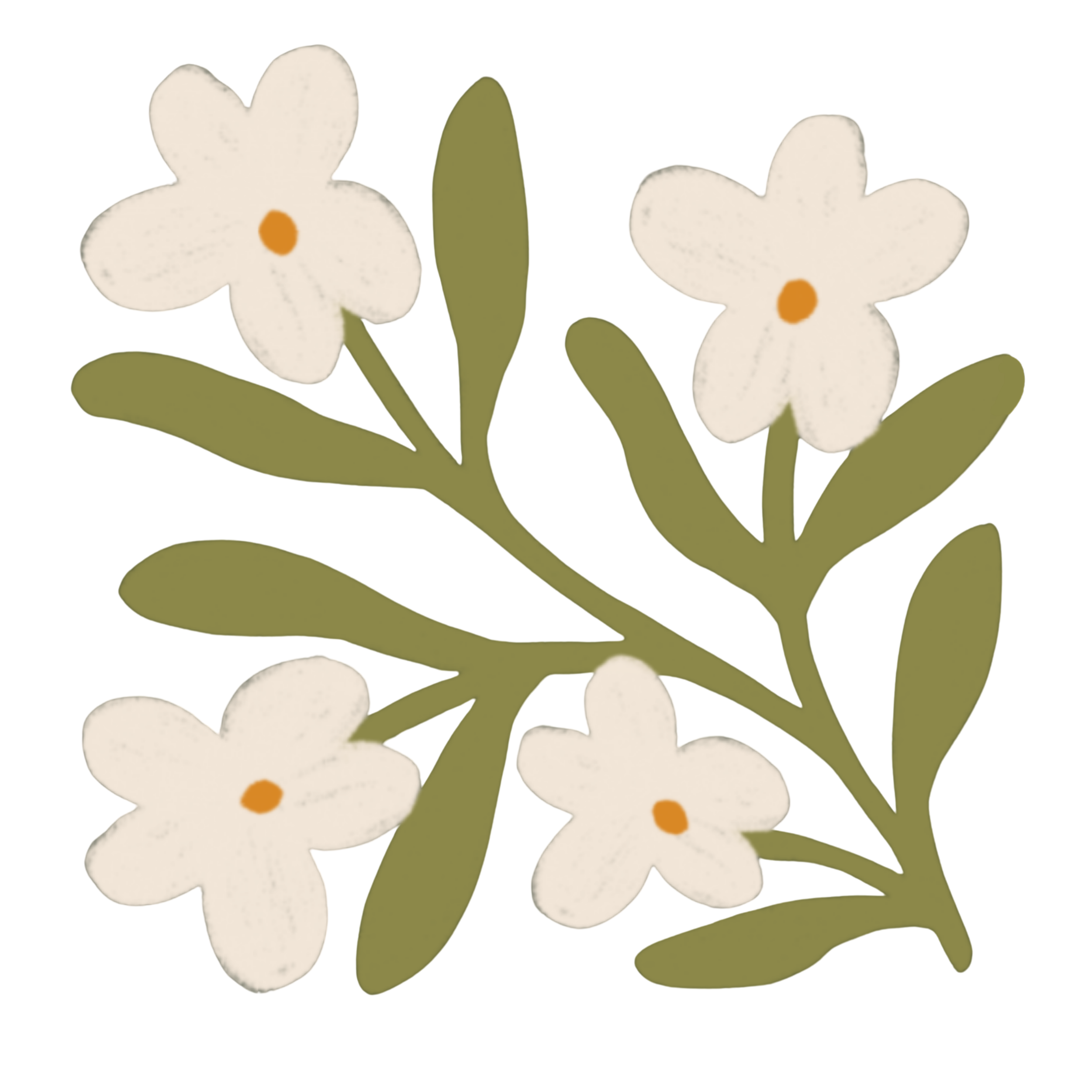 Two white flowers with orange centers and green leaves against a dark background.