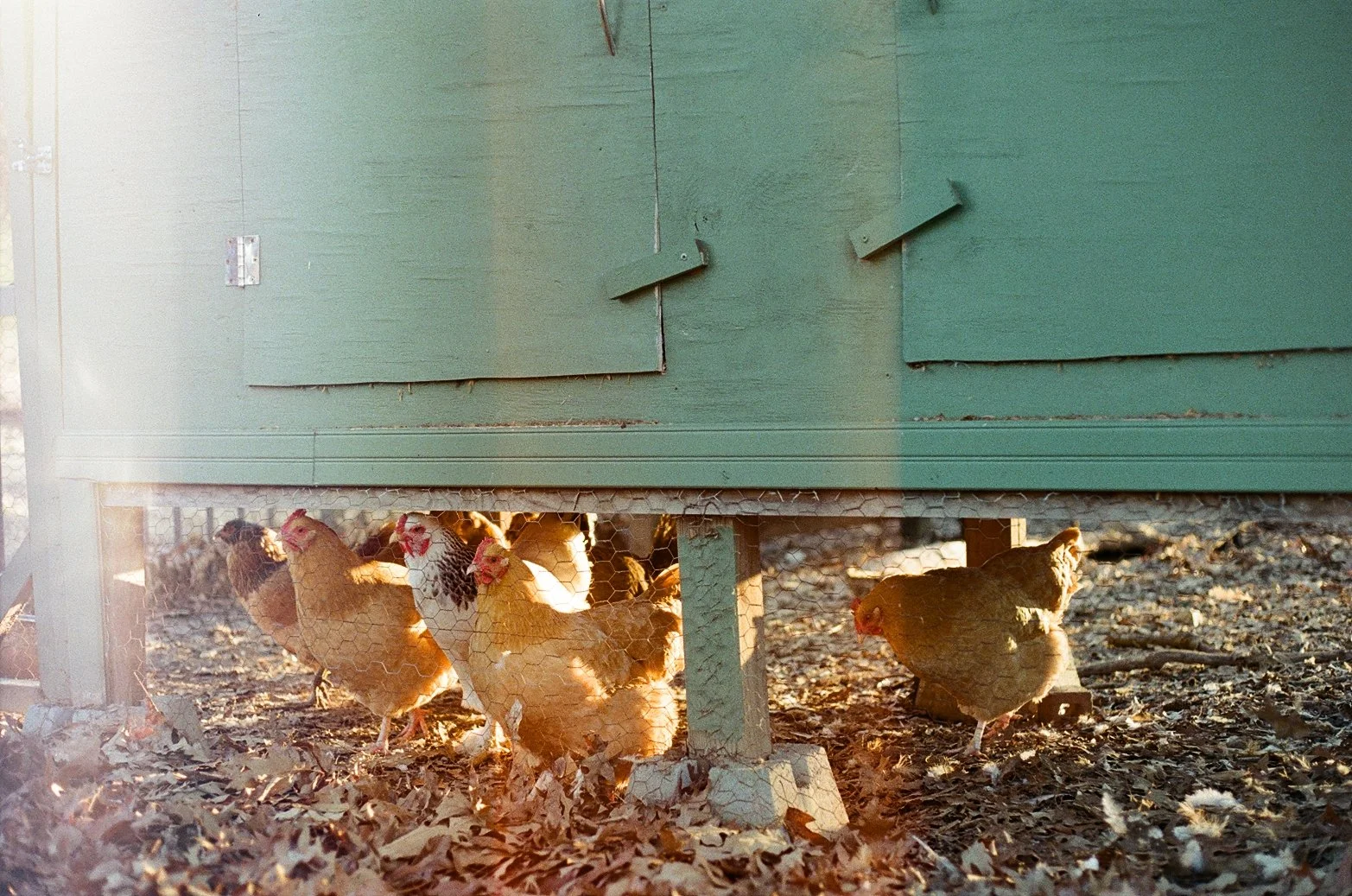 Chickens inside a green-colored chicken coop with a wire mesh bottom, standing on a bed of dry leaves.