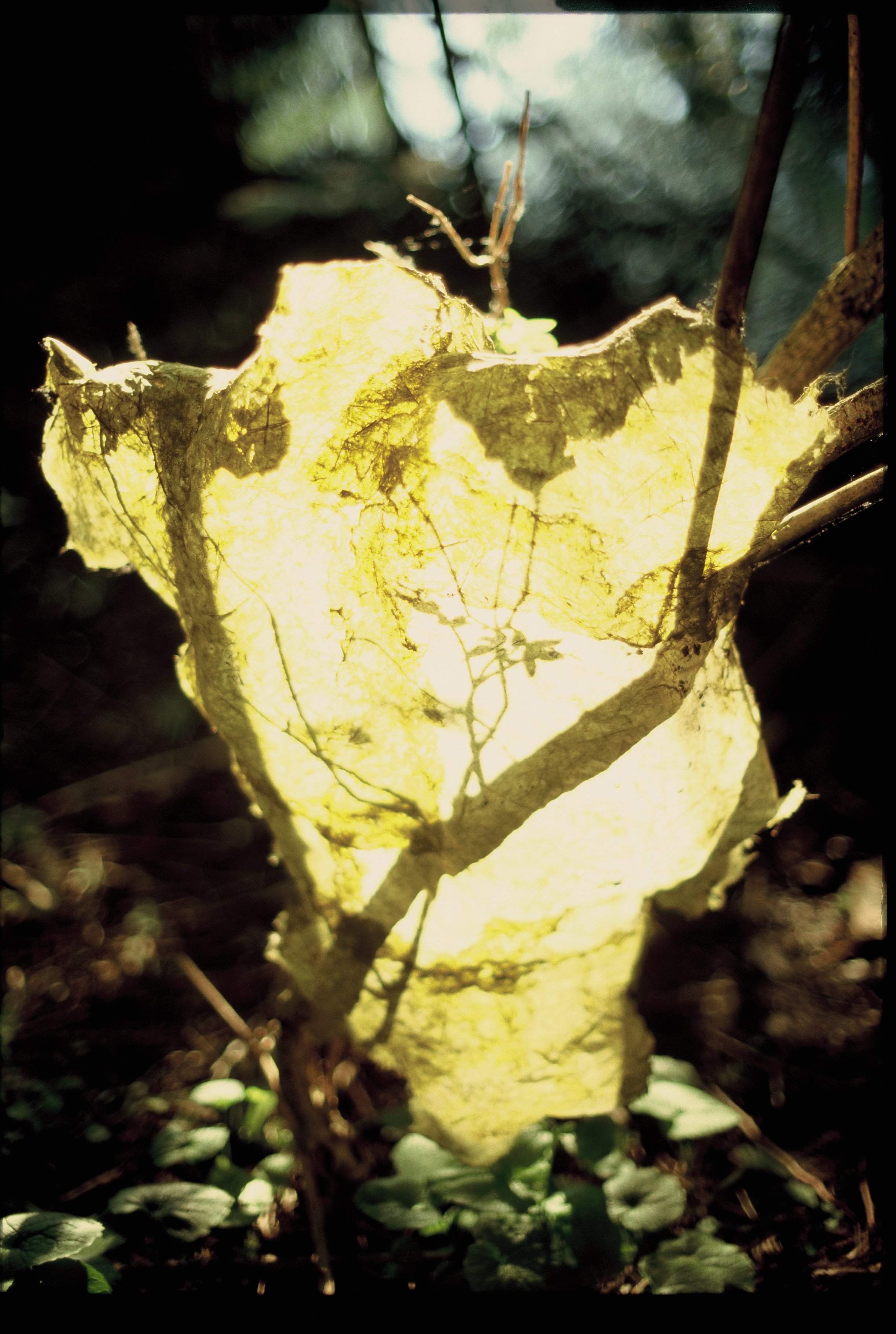 R1-03528-0018.JPG