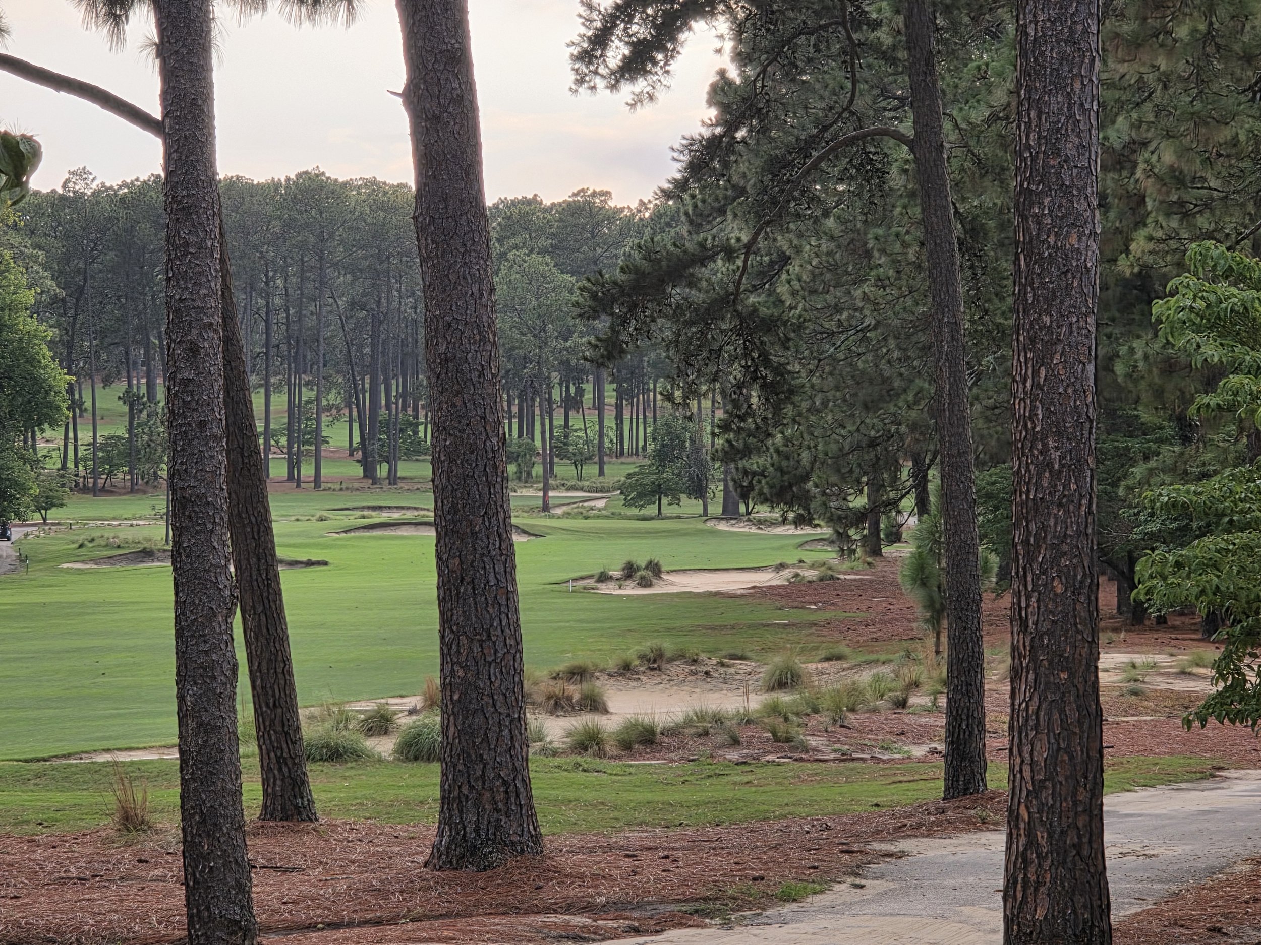 A scenic view of a golf course through tall pine trees, with lush green grass and a pathway.