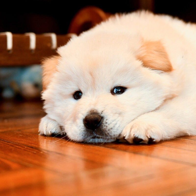 Adorable cream-colored puppy lying on a wooden floor.