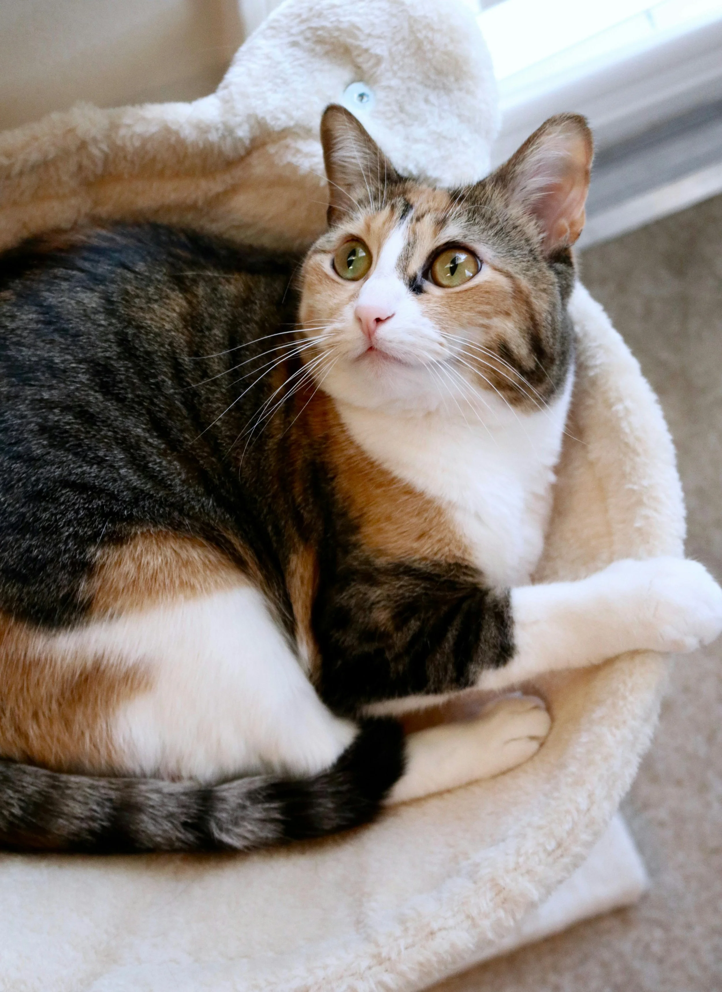 Close-up of a calico cat with wide green eyes resting on a soft bed, with a plush white toy nearby.