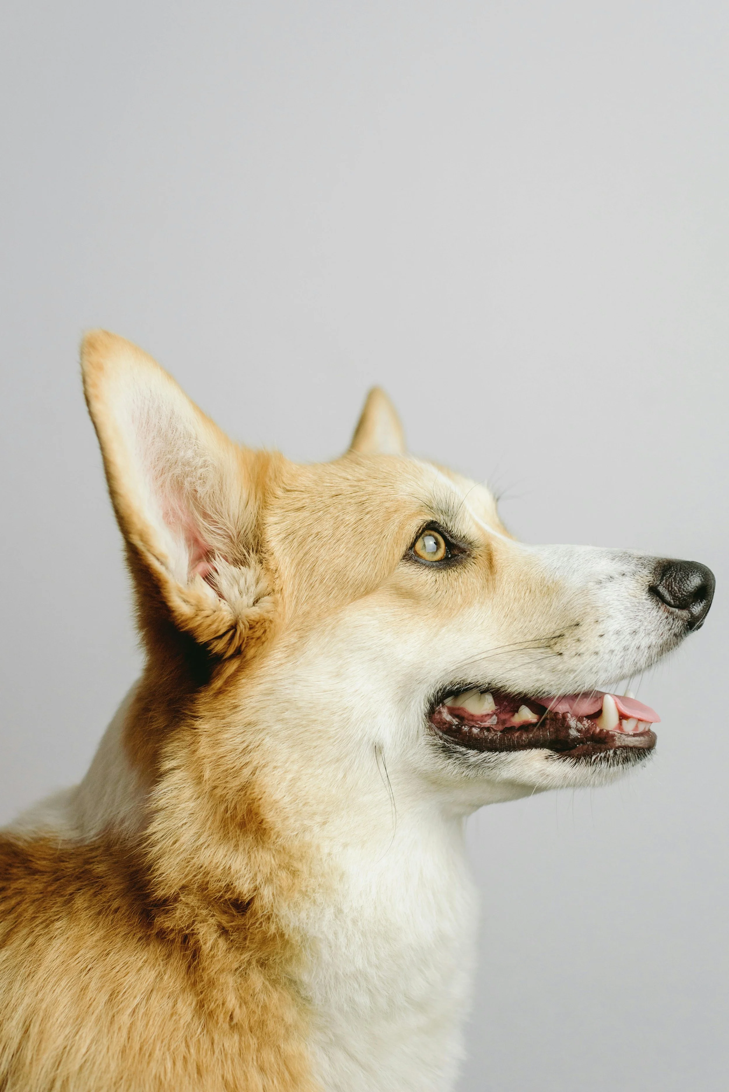 Close-up of a happy tan and white dog, possibly a husky, lying down against a plain light gray background.