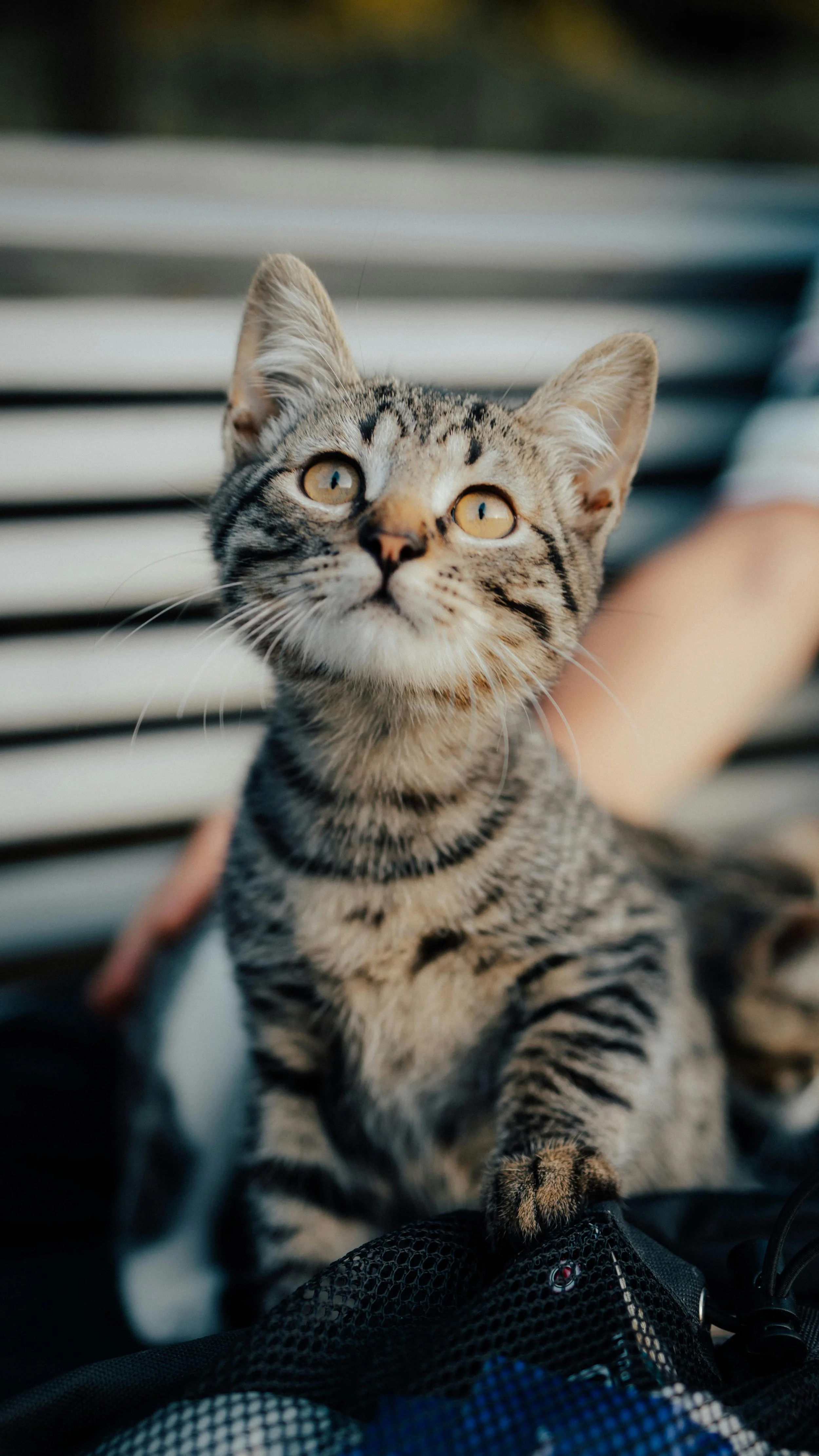 Close-up of a young tabby kitten sitting on a person's backpack, with a striped pattern of black and brown fur, looking upwards with yellow eyes, outdoors with a blurred background.