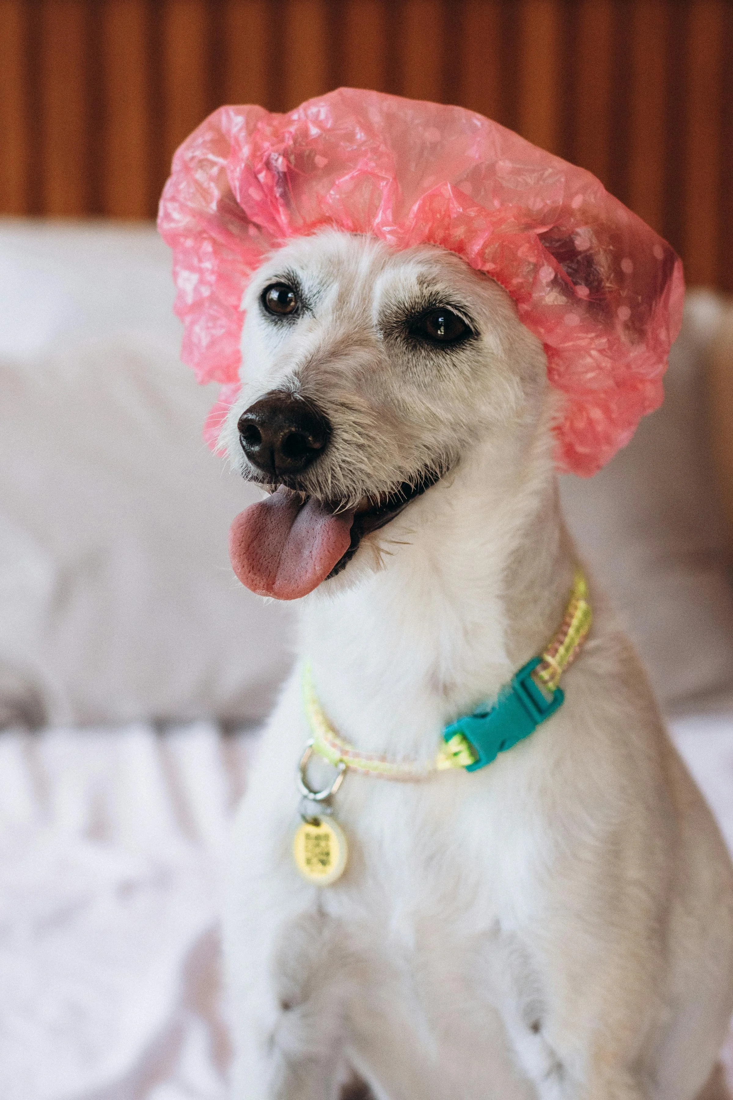 A dog with white fur and black markings around the eyes, wearing a pink hairnet and a collar with tags, sitting on a white surface with a wooden background.