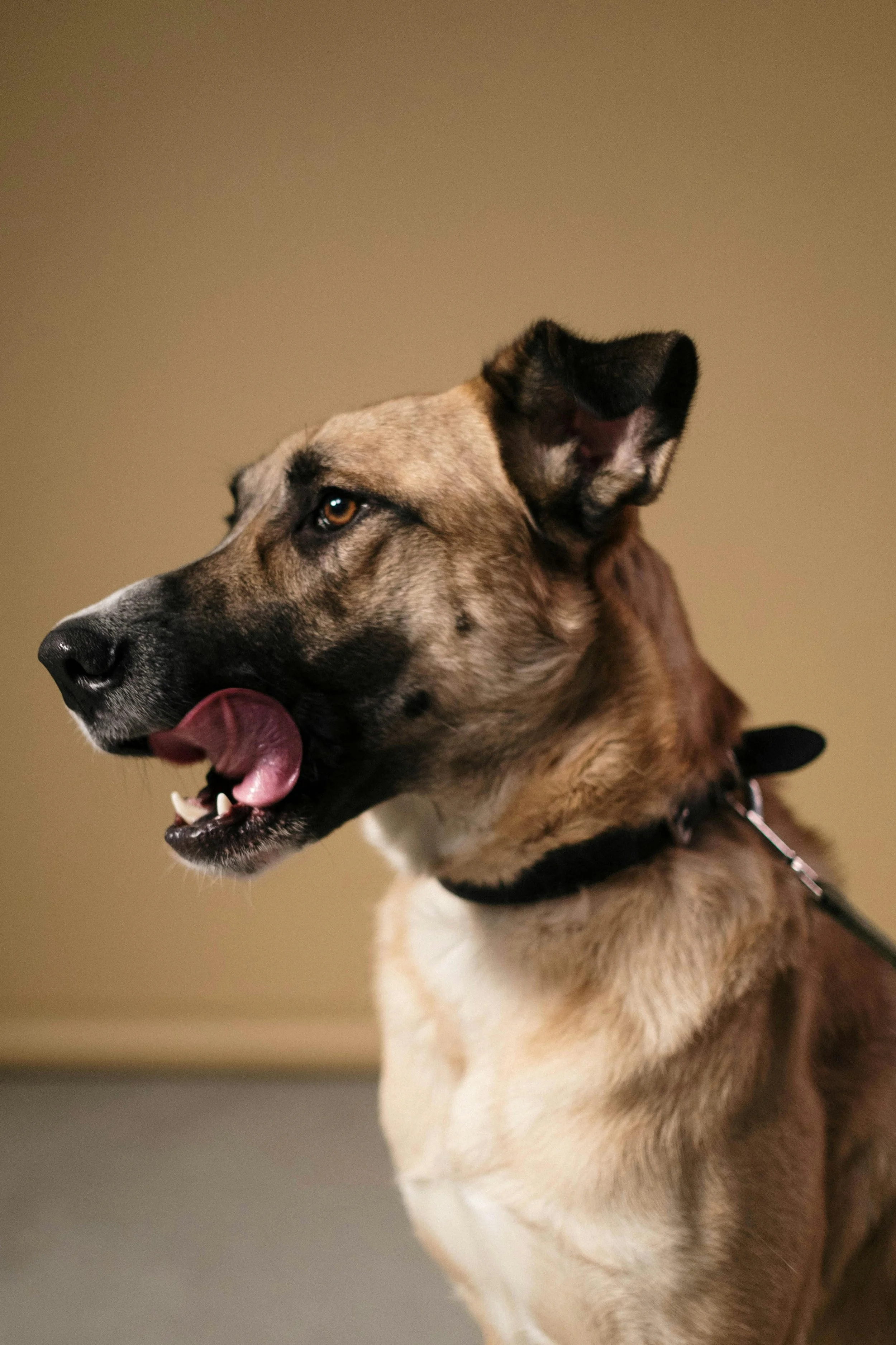 A close-up of a mixed breed dog with a tan and black coat, showing its face, ear, and part of its body, with a beige background.
