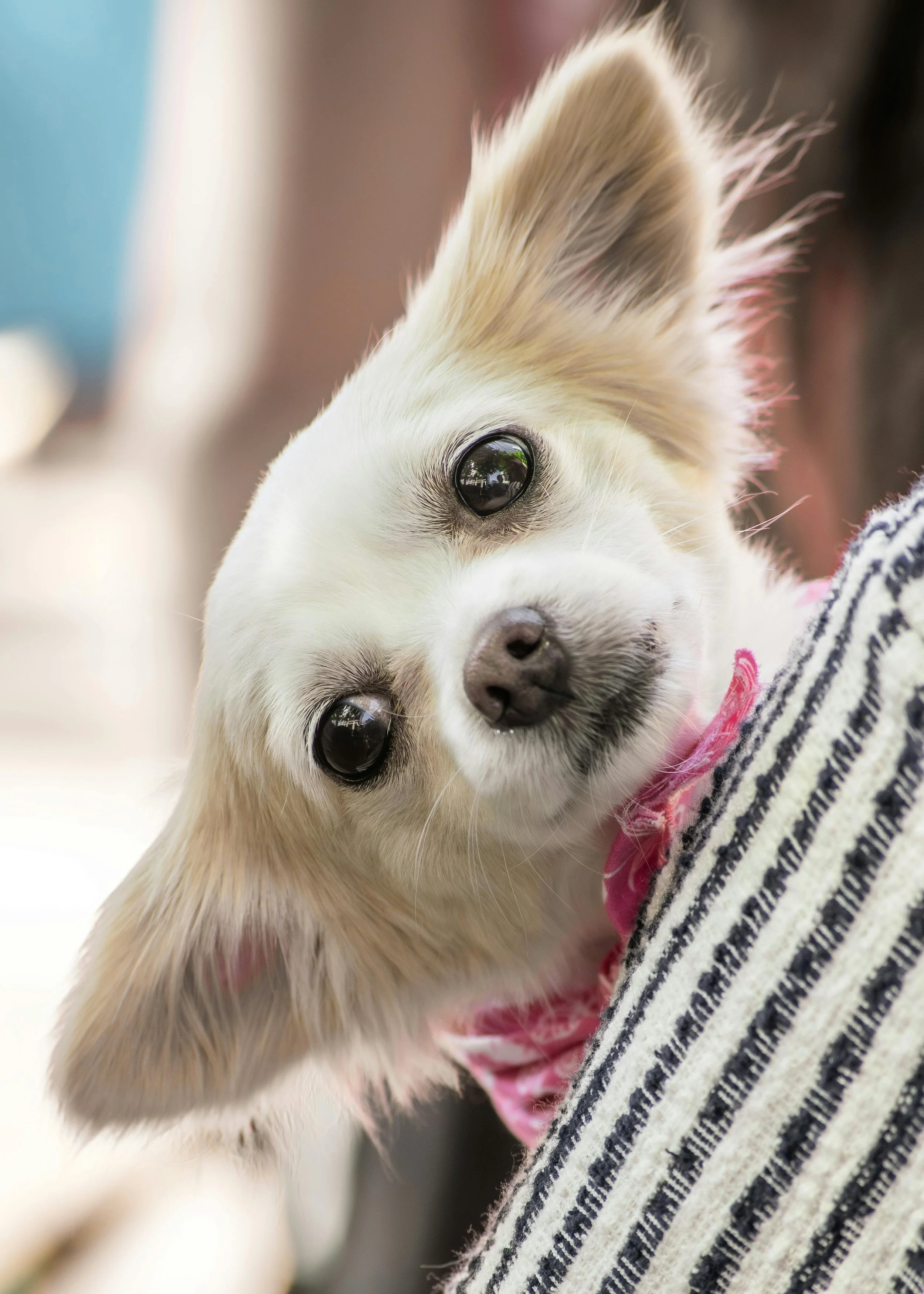 Close-up of a small, light-colored puppy with large, dark eyes and a pink collar, resting against a person's arm wearing a striped sweater.