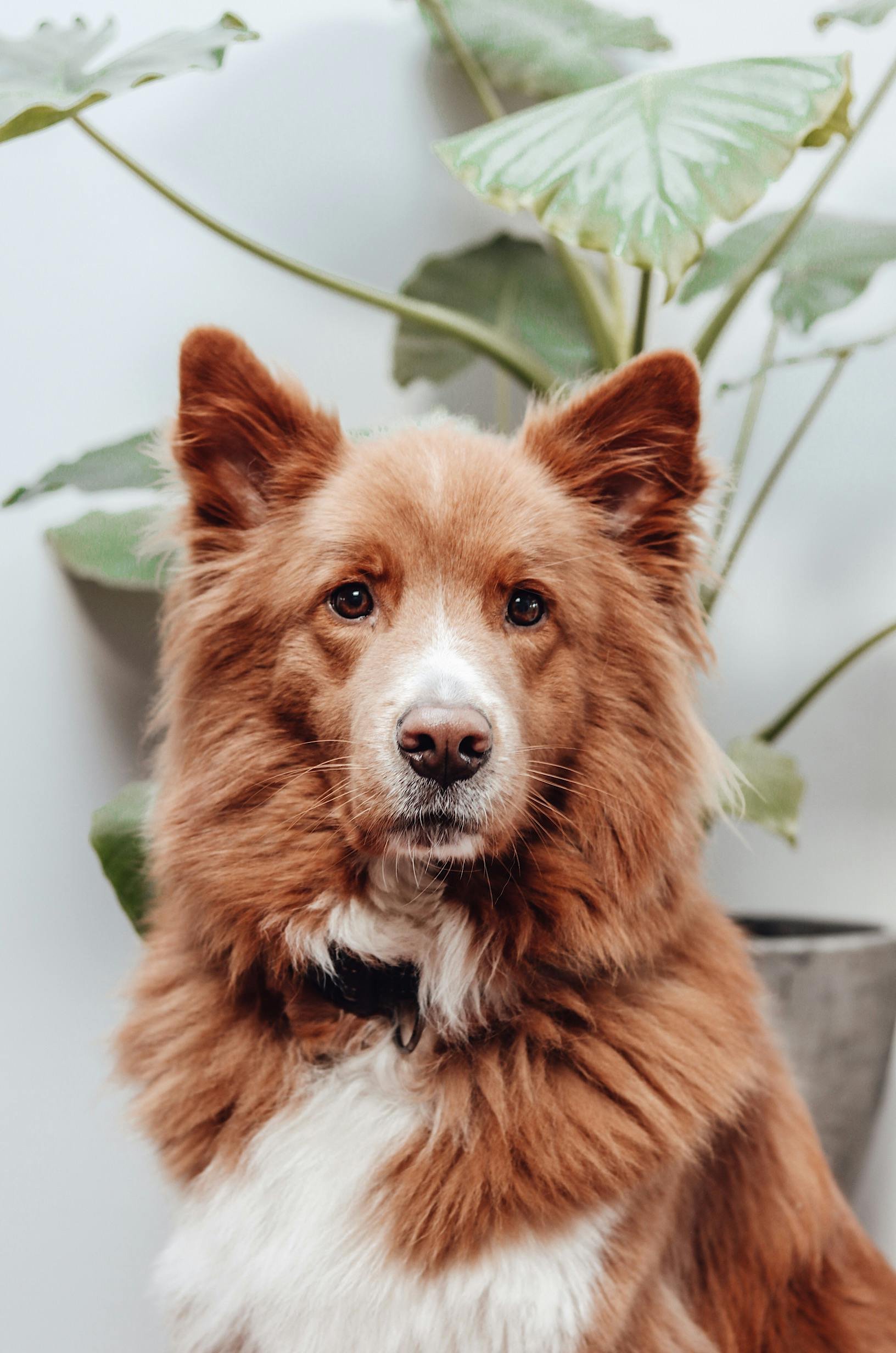 Close-up of a brown and white dog with erect ears in front of green leaves.