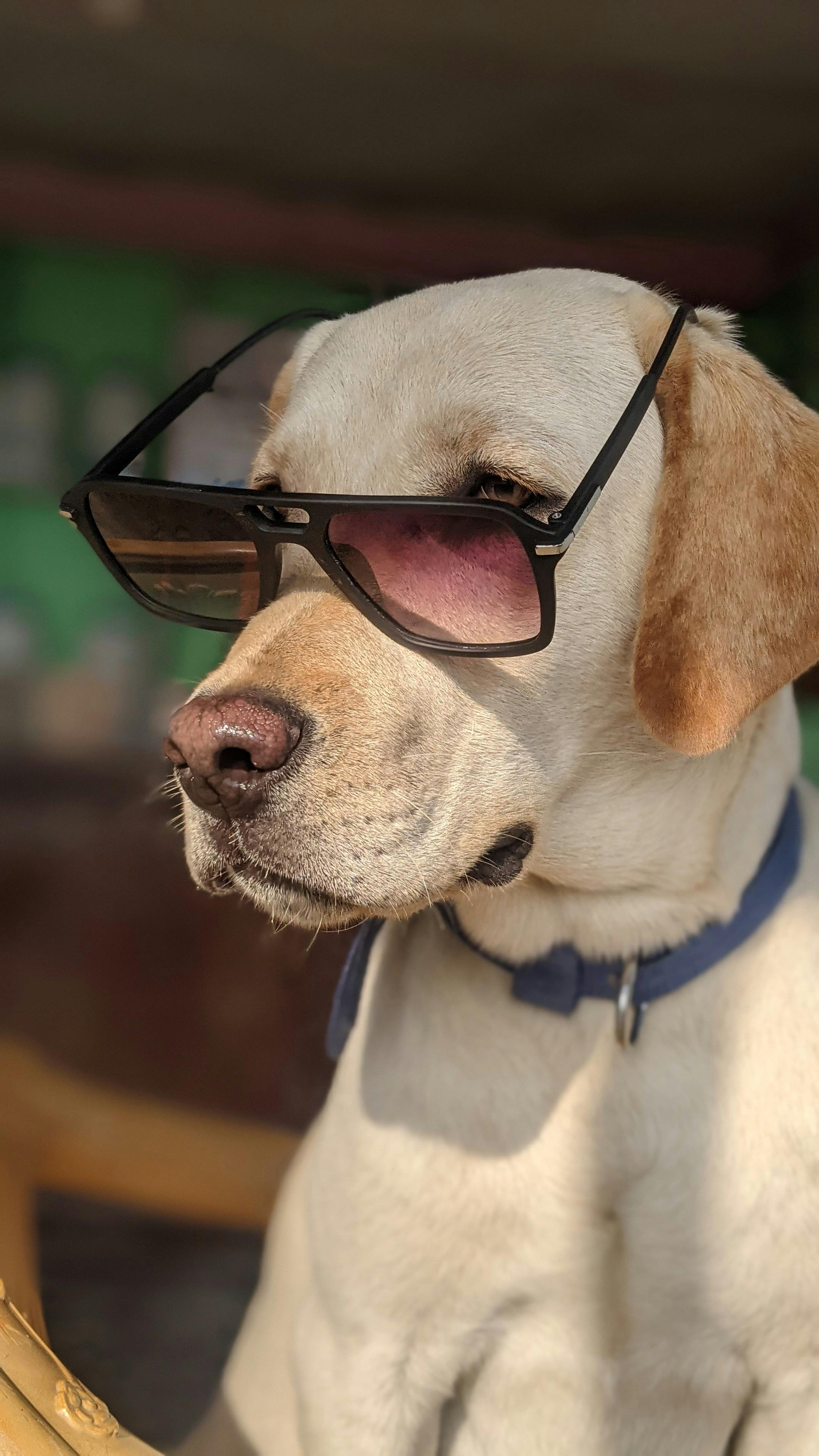 A dog wearing sunglasses with a dark frame and tinted pink lenses, sitting outdoors with a blurred green background.