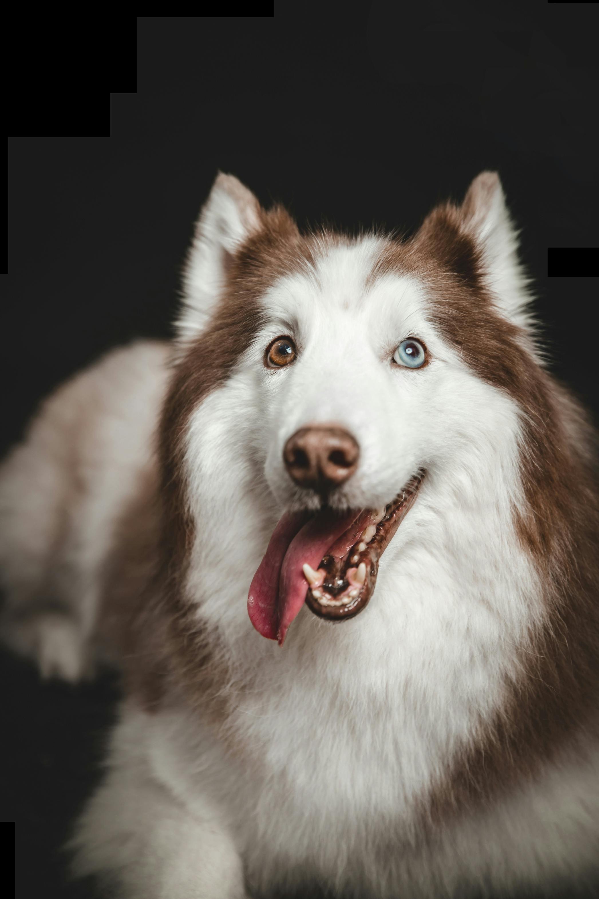 A Siberian Husky with heterochromatic eyes, one brown and one blue, yawning with its tongue out.