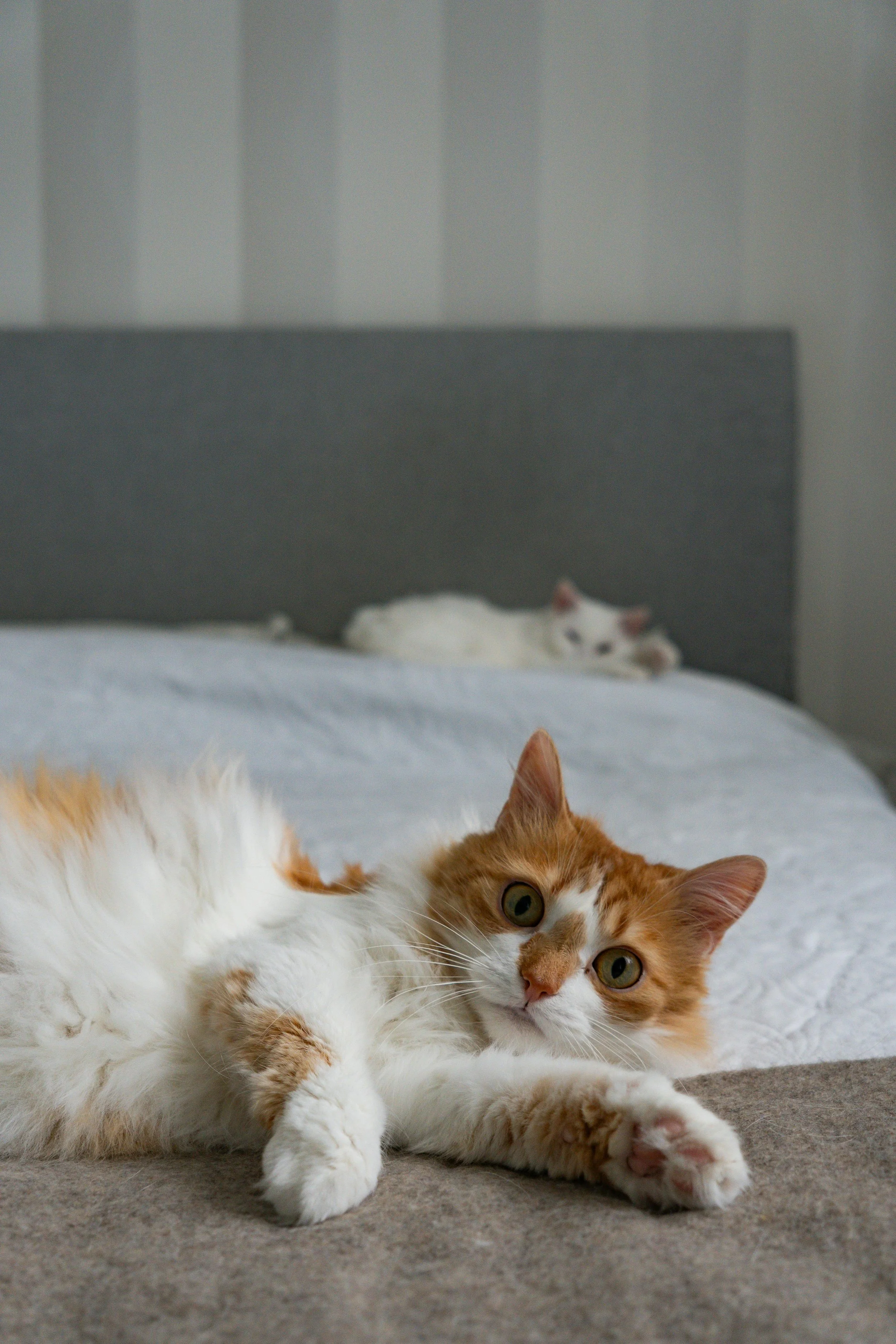 A ginger and white cat lying on a bed with a gray headboard, looking at the camera.”