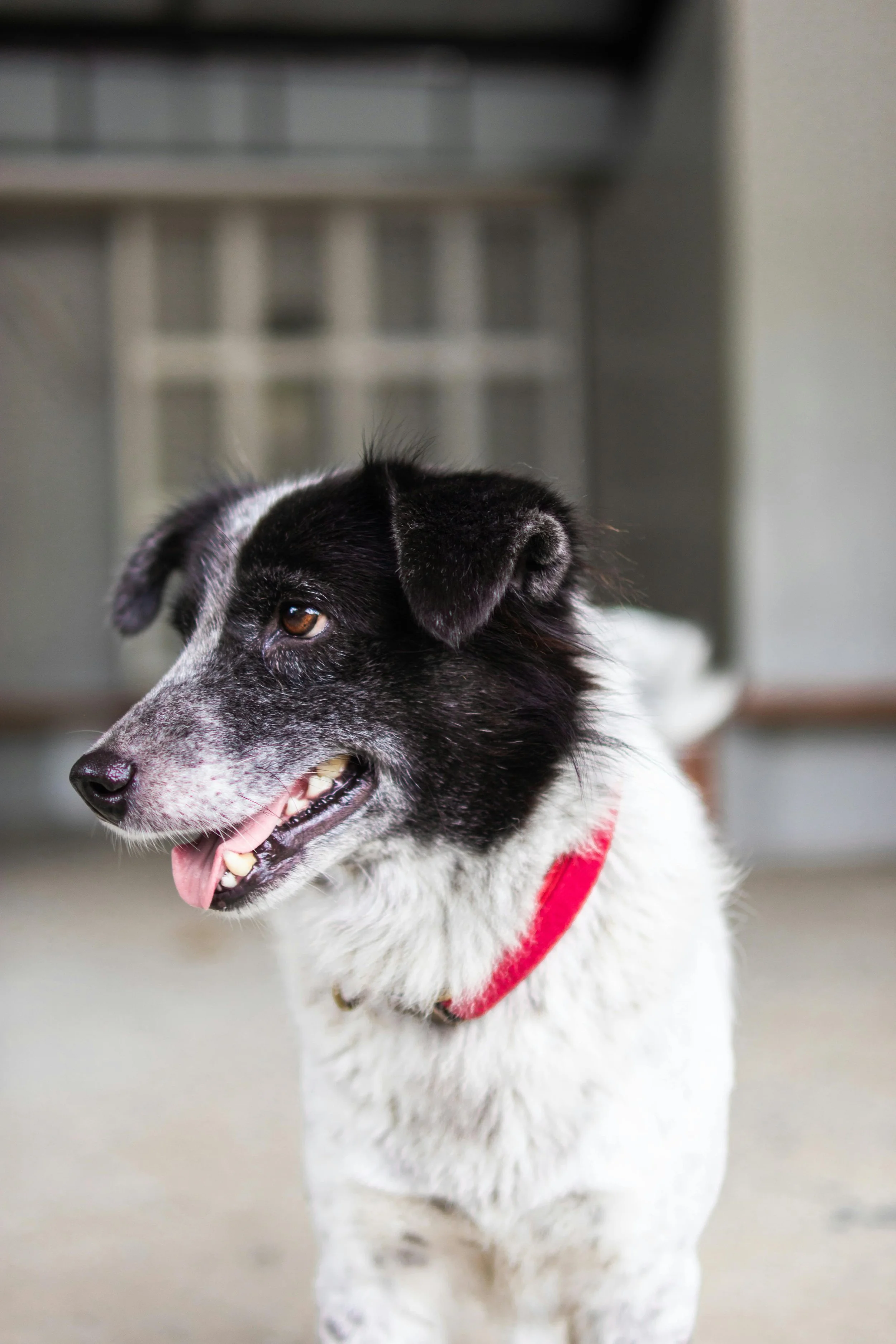 A black and white dog with brown eyes wearing a red collar, indoors with a blurred gray and white background.