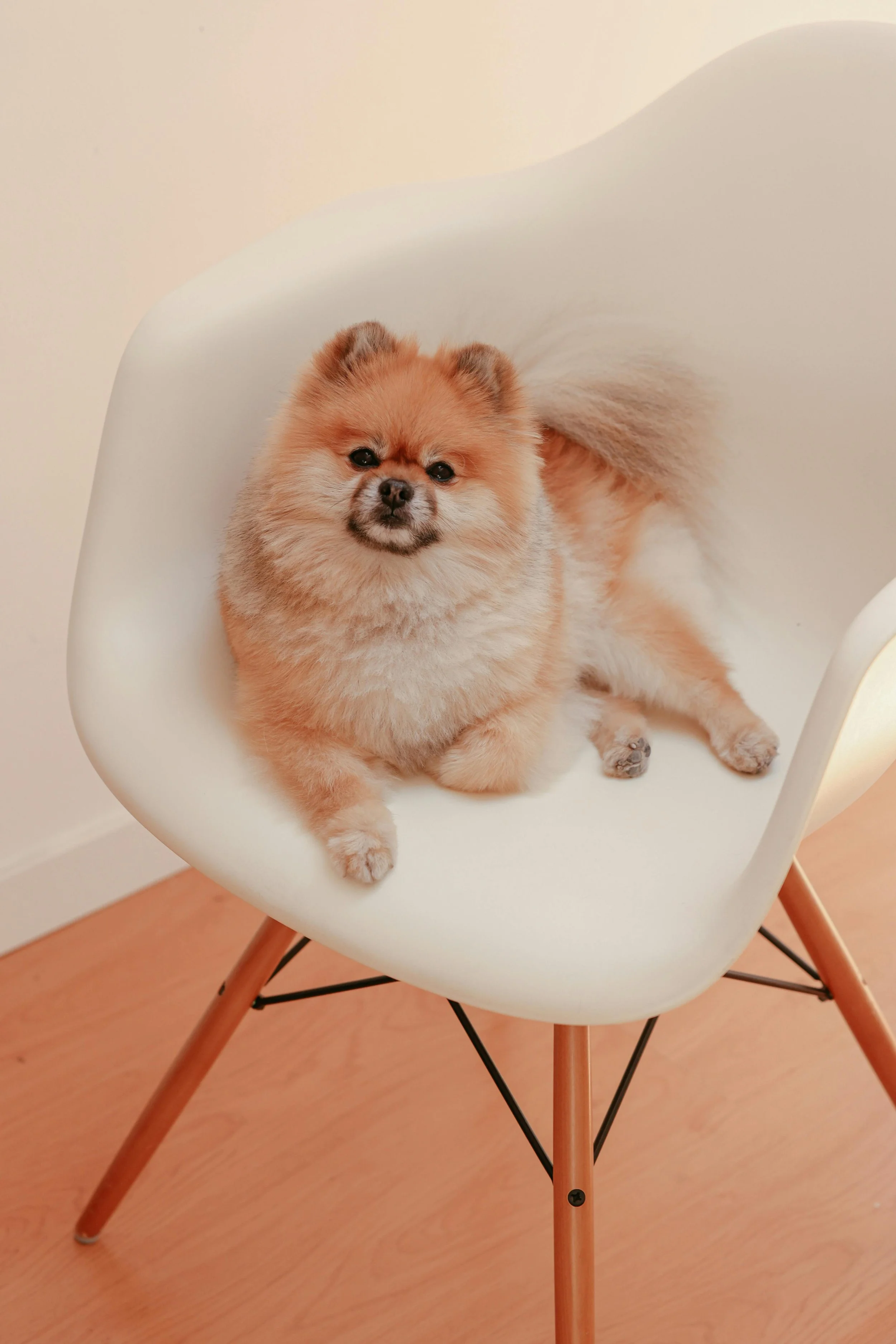 A small Pomeranian dog with fluffy tan and cream fur sitting on a modern white chair with wooden legs and black support rods, on a wooden floor.