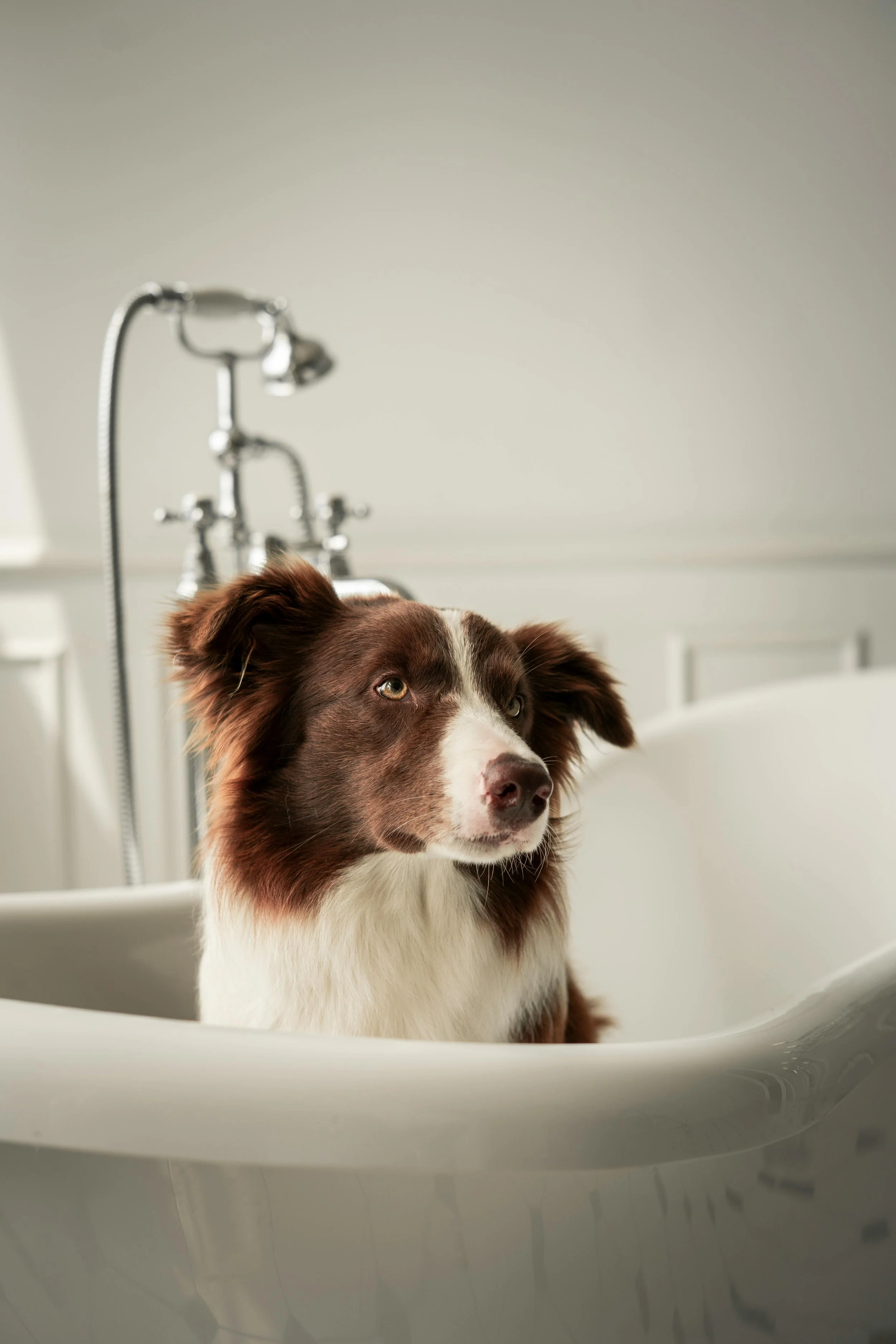 A brown and white dog sitting in a bathtub with a gray wall and silver faucet in the background.