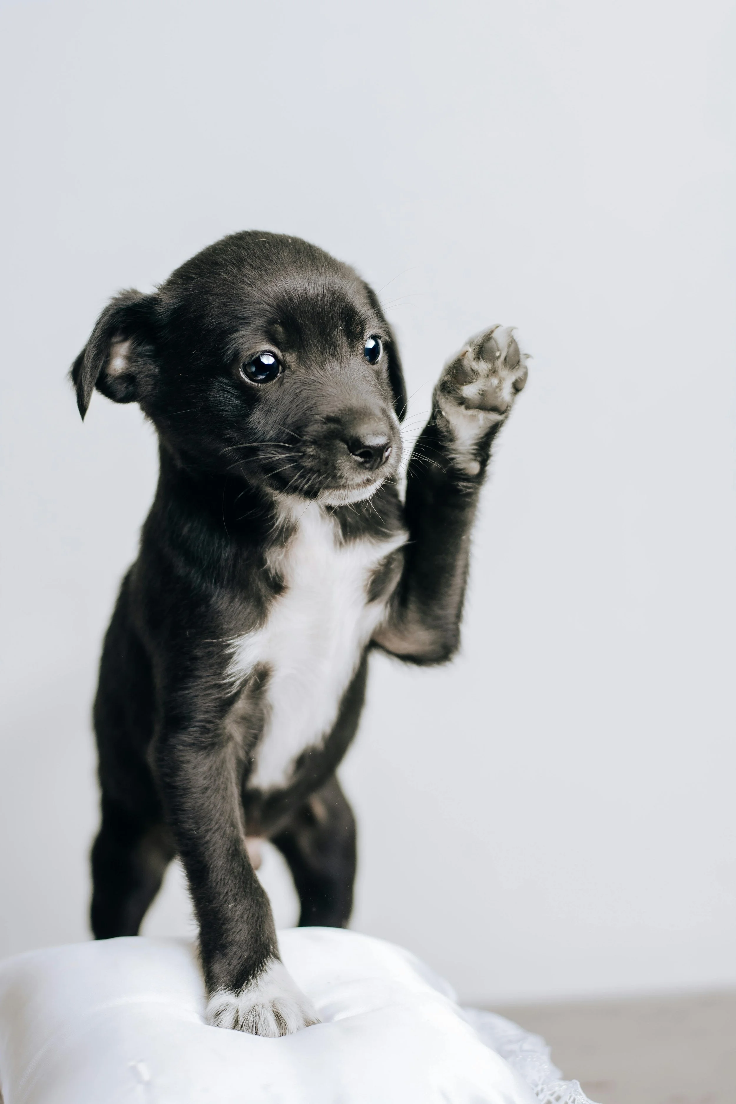 Black and white puppy with large eyes, standing on a white, fluffy surface, raising one paw.