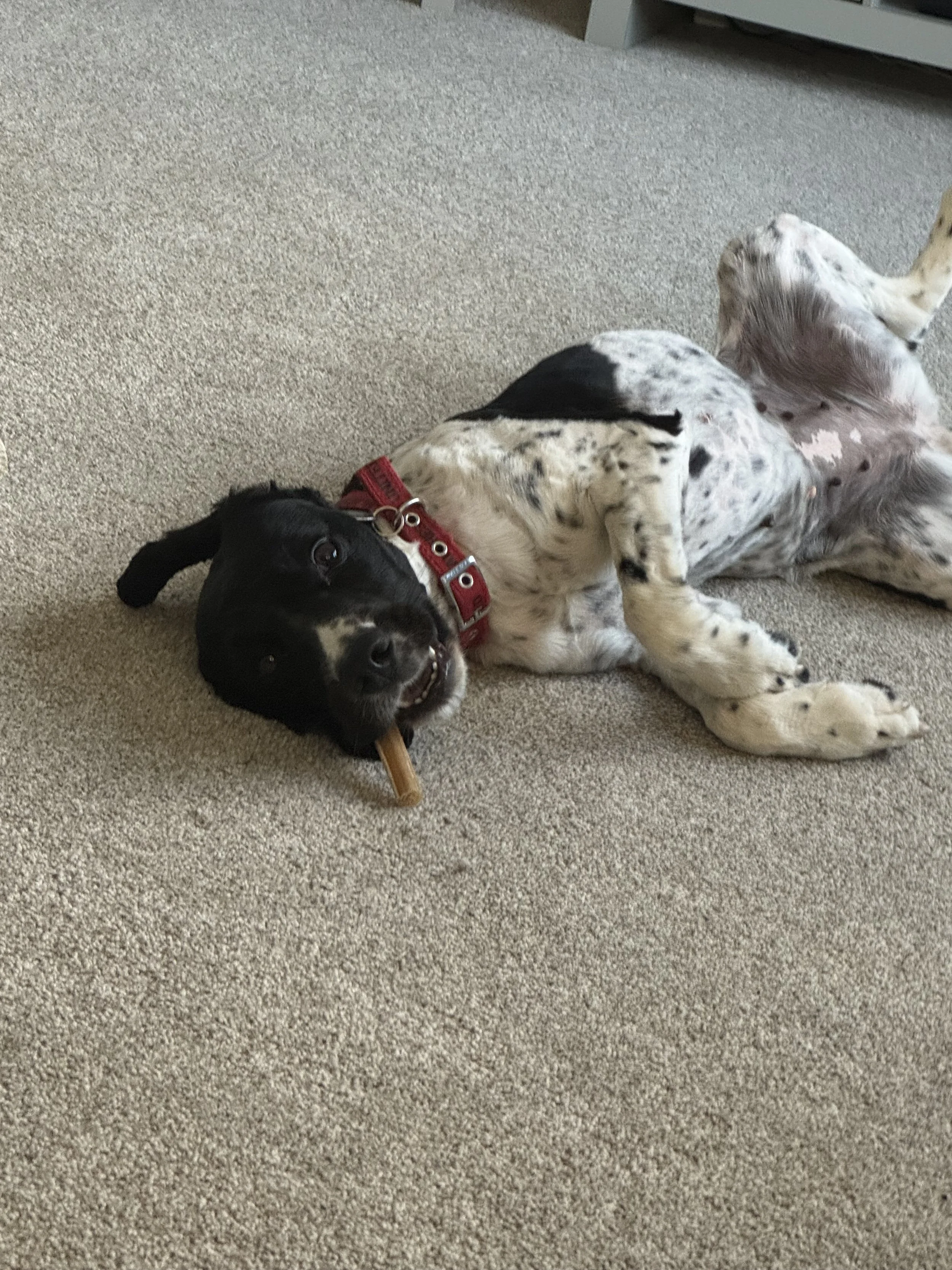 A black and white puppy lying on a beige carpet, wearing a red collar, and chewing on a bone.