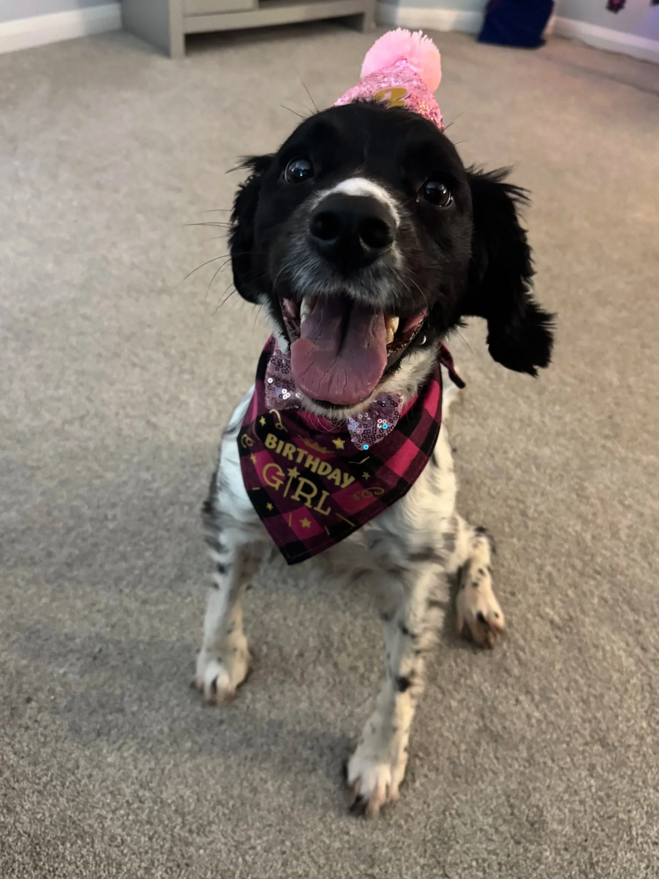 A black and white puppy with floppy ears, sitting on a carpeted floor, wearing a pink birthday bandana that says "Birthday Girl" and a pink birthday hat with glitter and a pom-pom.