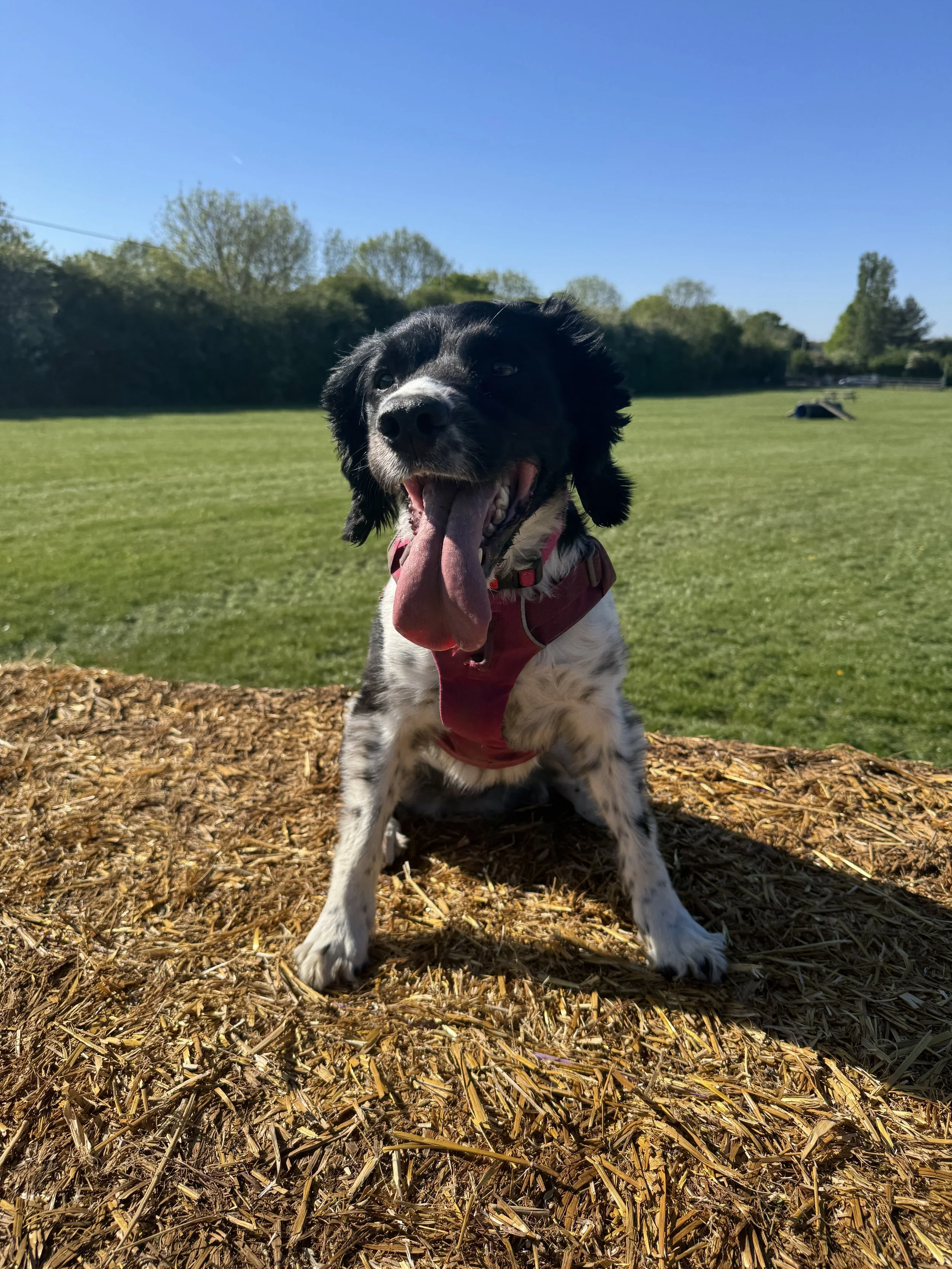 A happy black and white puppy with its tongue out, sitting on mulch in a park with green grass, trees, and a clear blue sky in the background.