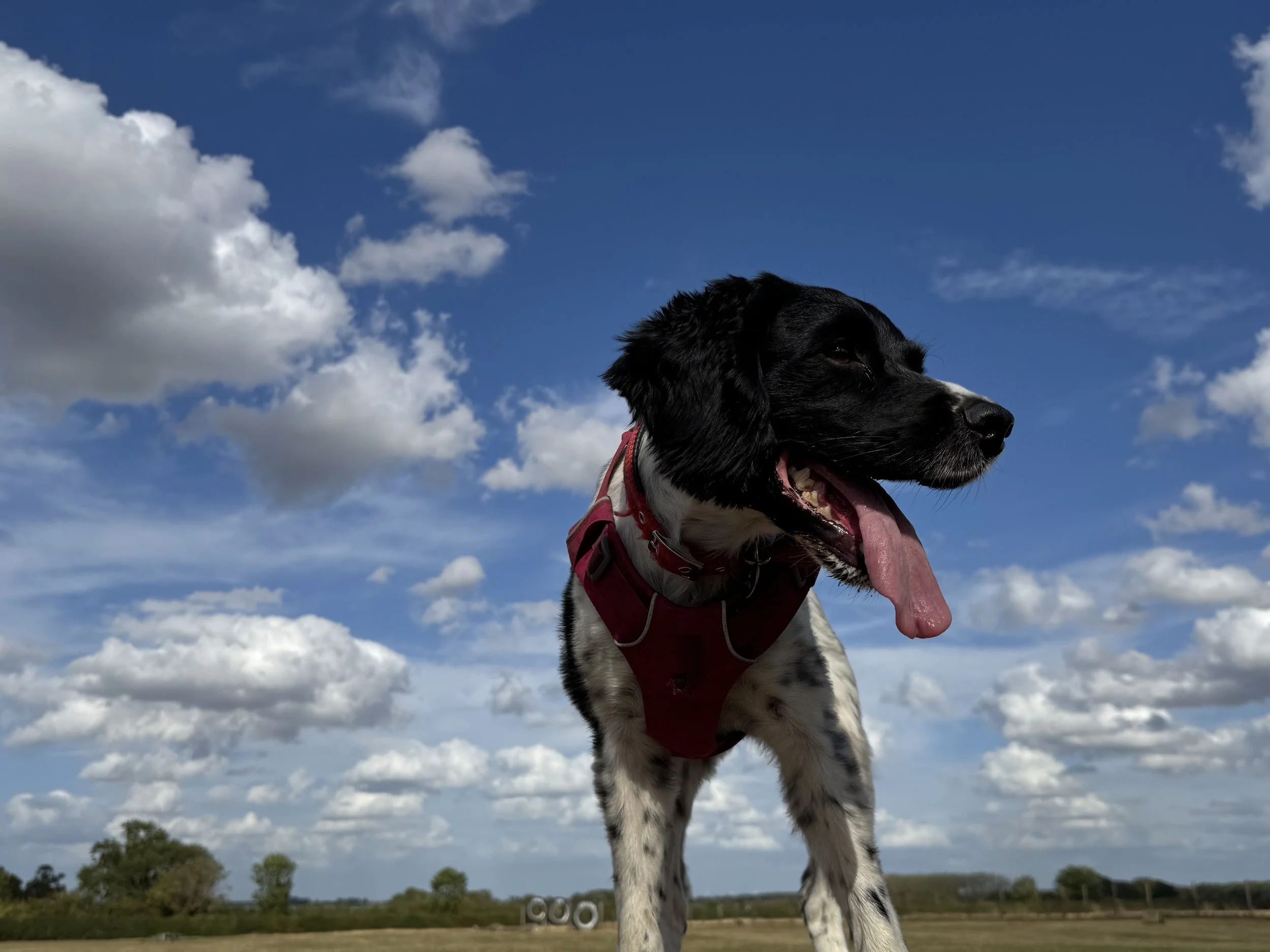 A black and white dog with a red harness standing outdoors against a blue sky with white clouds.