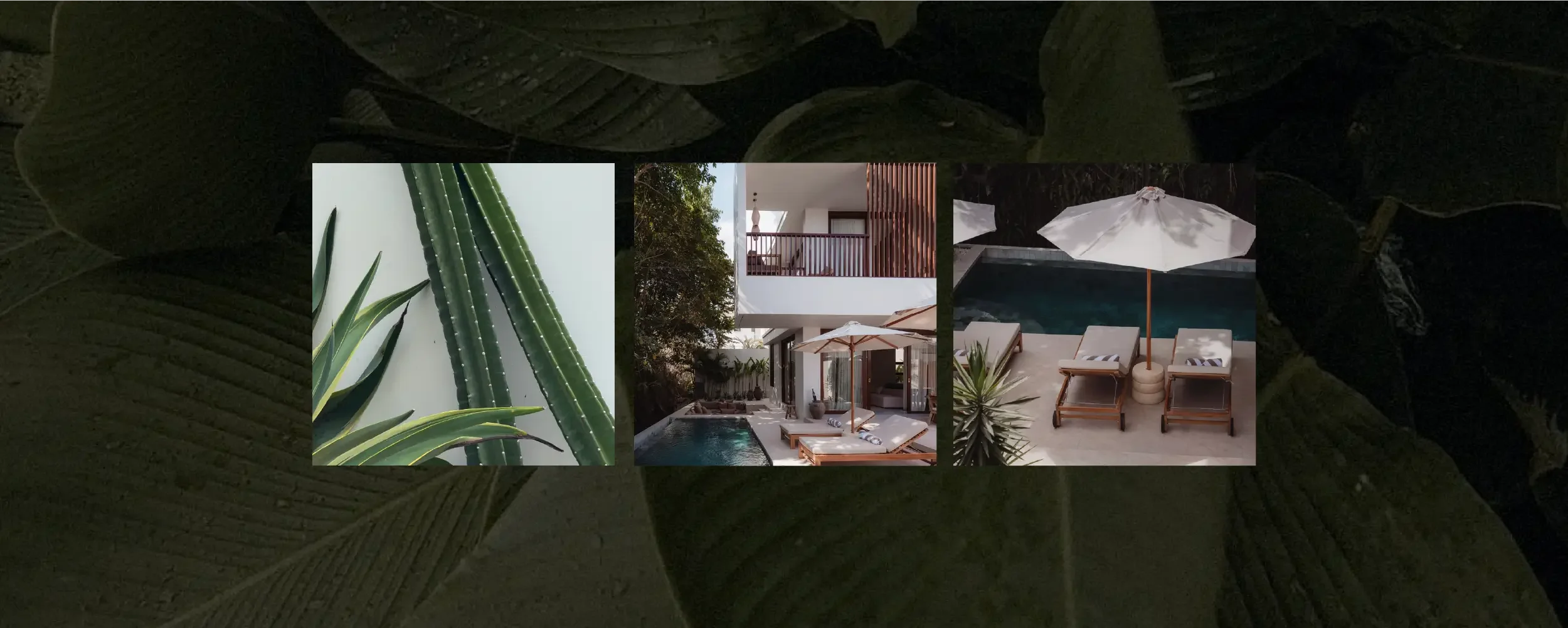 A set of three photos showing cactus plants and a pool area with lounge chairs and umbrellas in a modern setting