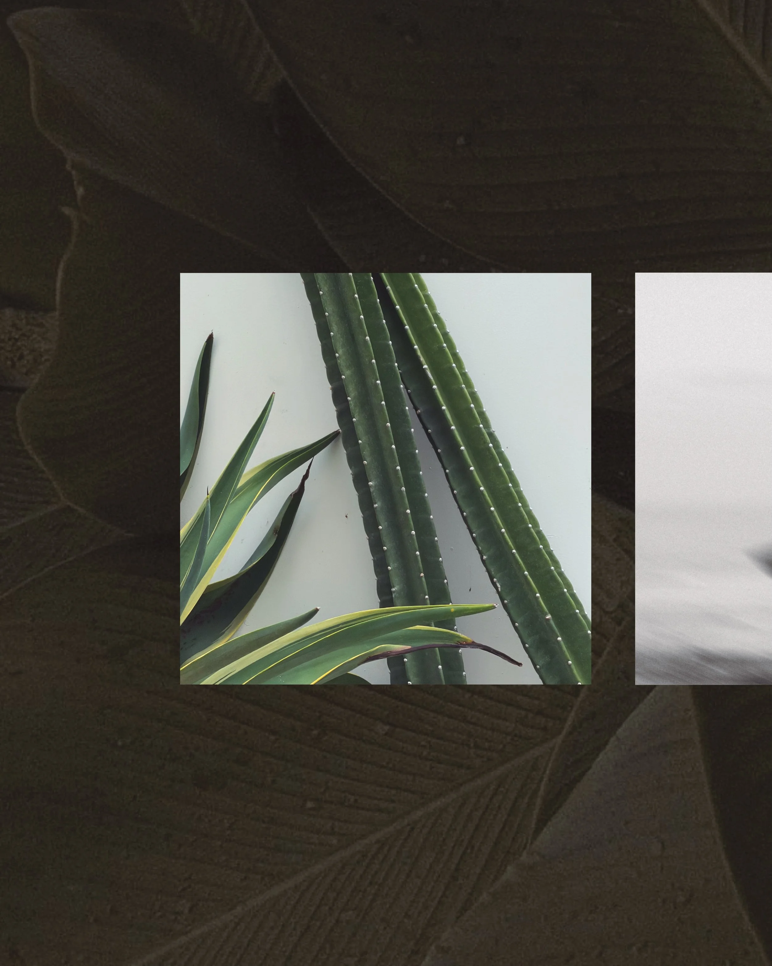 La esencia de Bali en una narrativa visual. 🌴

Gesti&oacute;n de redes sociales y creaci&oacute;n de contenido para @maevillasbali 

🥥 Construimos la estrategia digital que tu proyecto necesita para conectar con la audiencia adecuada y dise&ntilde;