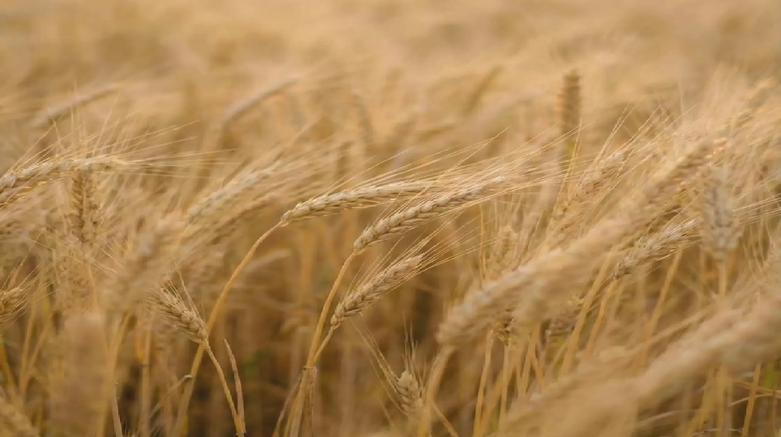 Cerca de 6 espigas de trigo dorado en un campo con fondo borroso.