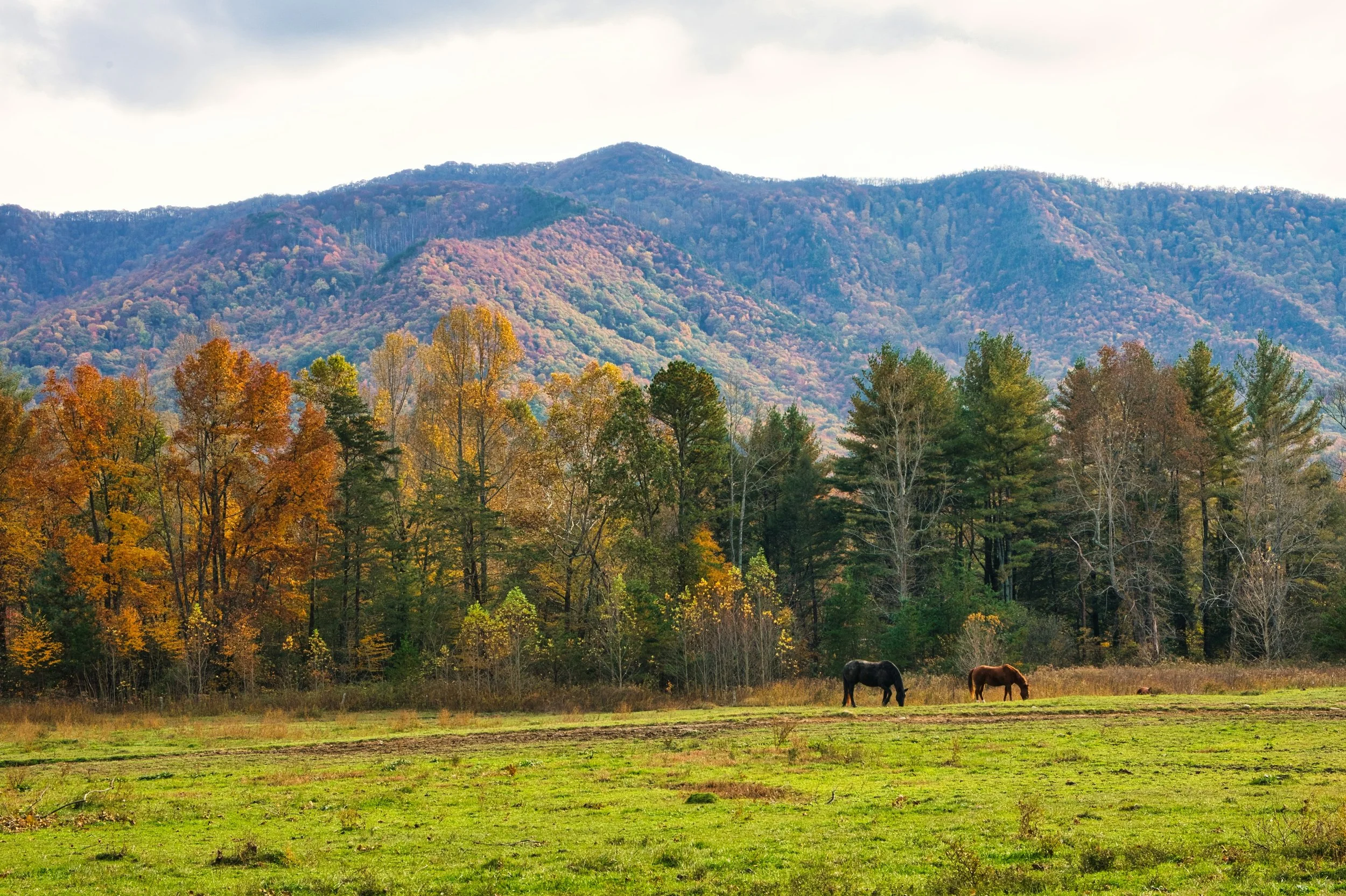 Scenic view of a mountainous area with autumn-colored trees and two horses grazing in the field.