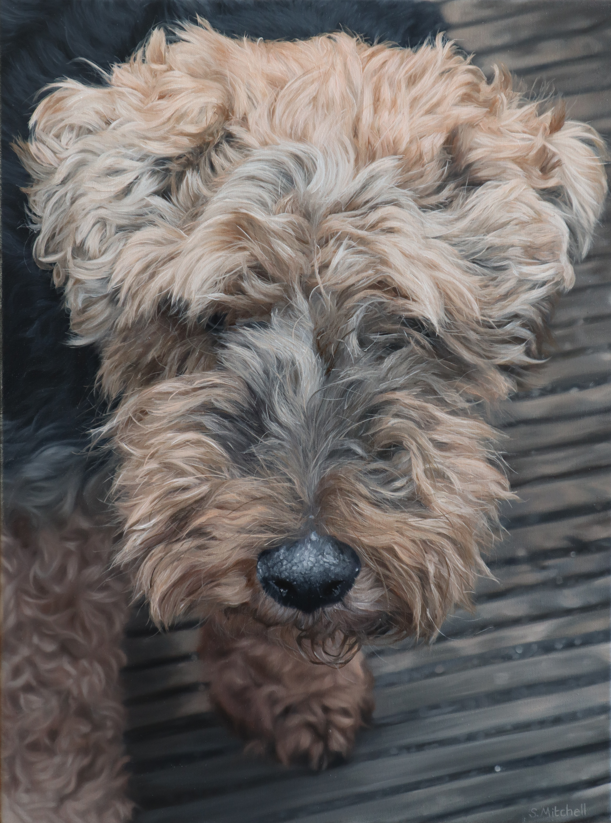 Close-up of a fluffy, curly-haired dog with a black nose, lying on a textured black surface.