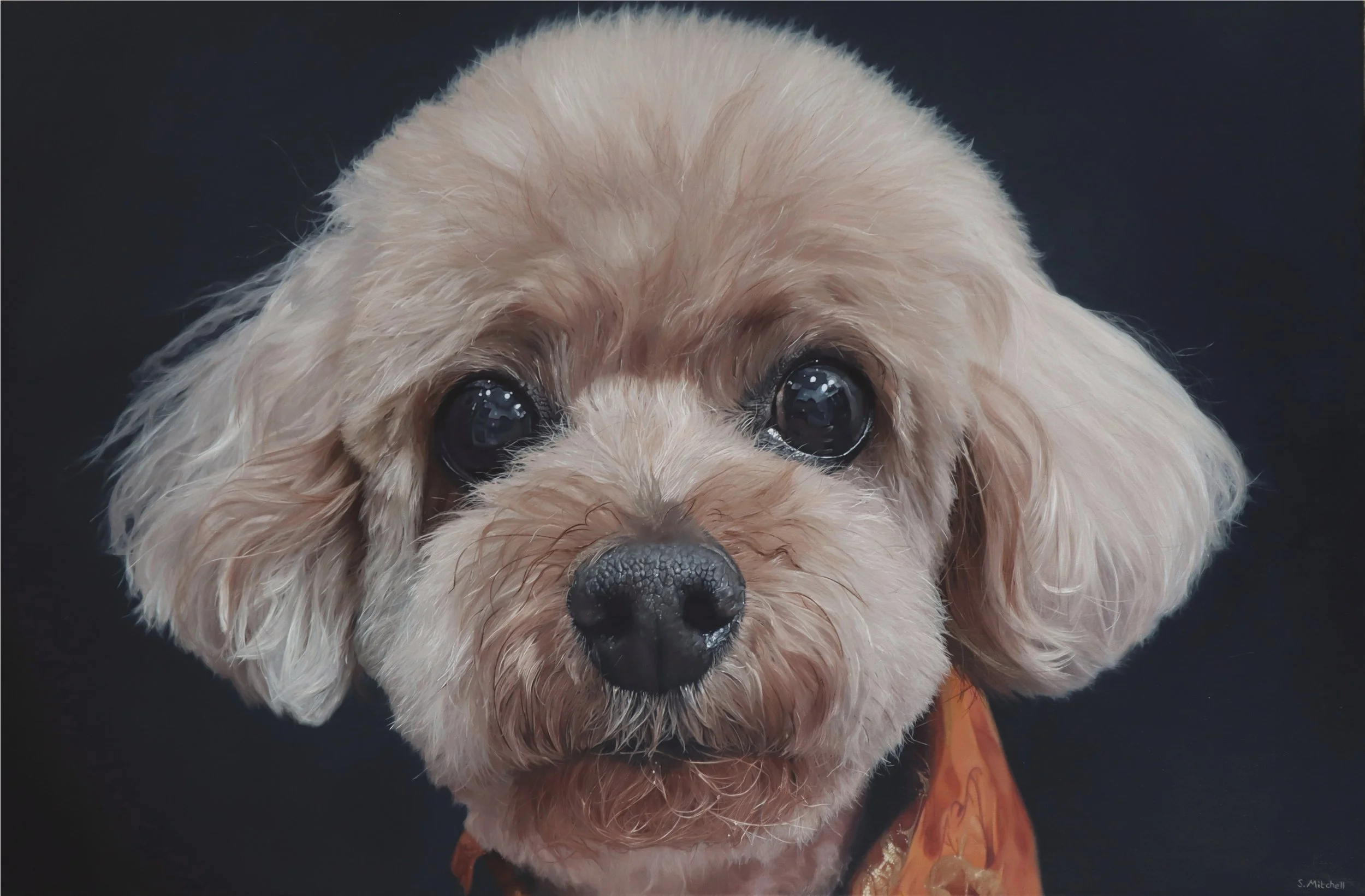 Close-up of a small dog's face with curly light-colored fur and dark eyes, wearing an orange patterned bandana against a dark background.