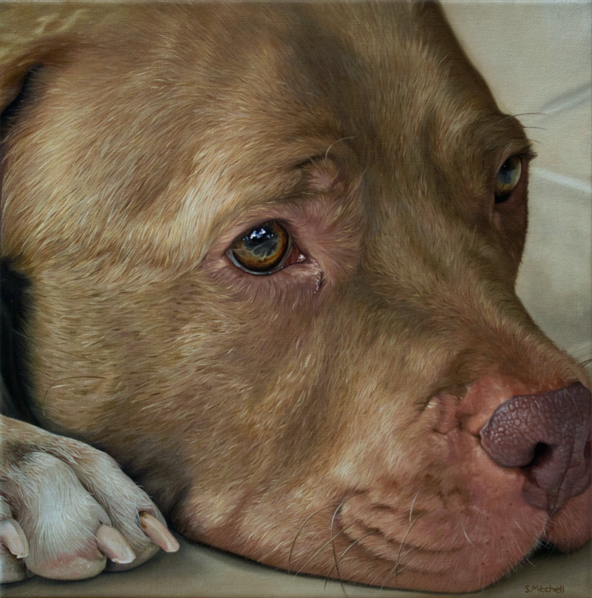 Close-up of a dog's face, showing brown eyes, light brown fur on the head and body, and a pink nose with darker spots, lying on a soft surface.