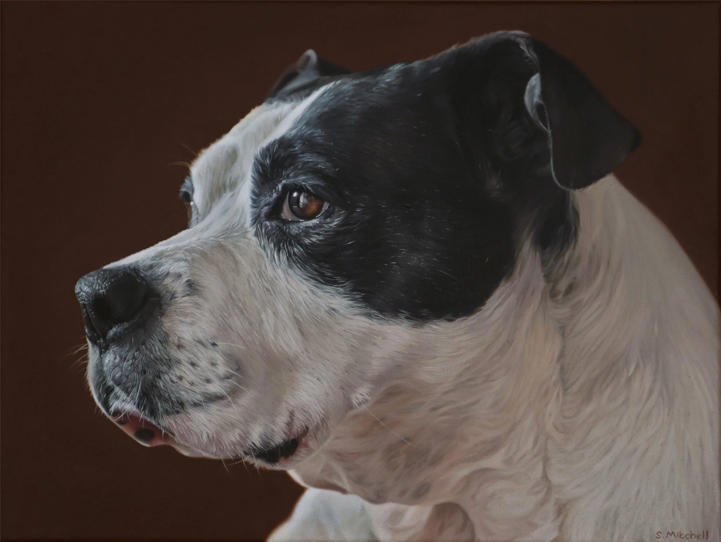 Close-up of a black and white dog with brown eyes, facing to the left, with a brown background.
