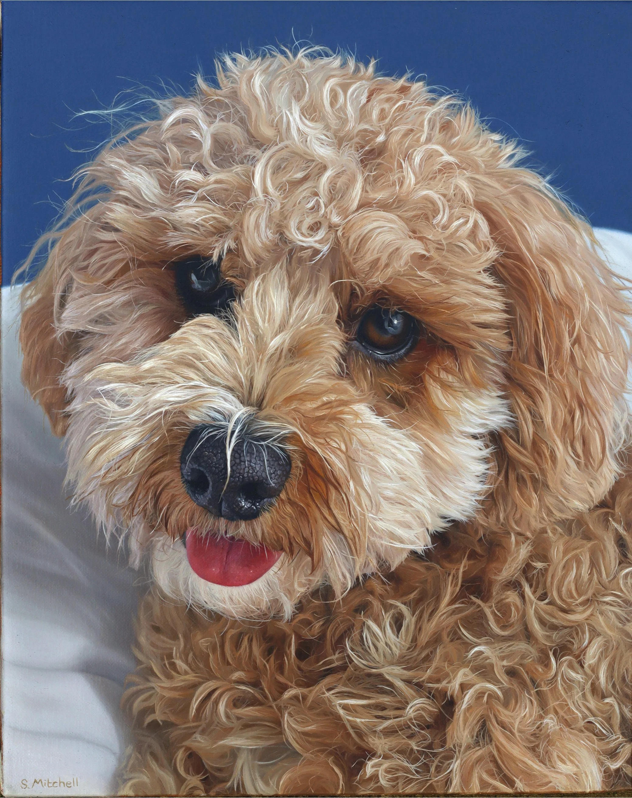 Close-up of a curly-haired, light tan puppy with dark eyes and a black nose, tongue out, against a blue background.
