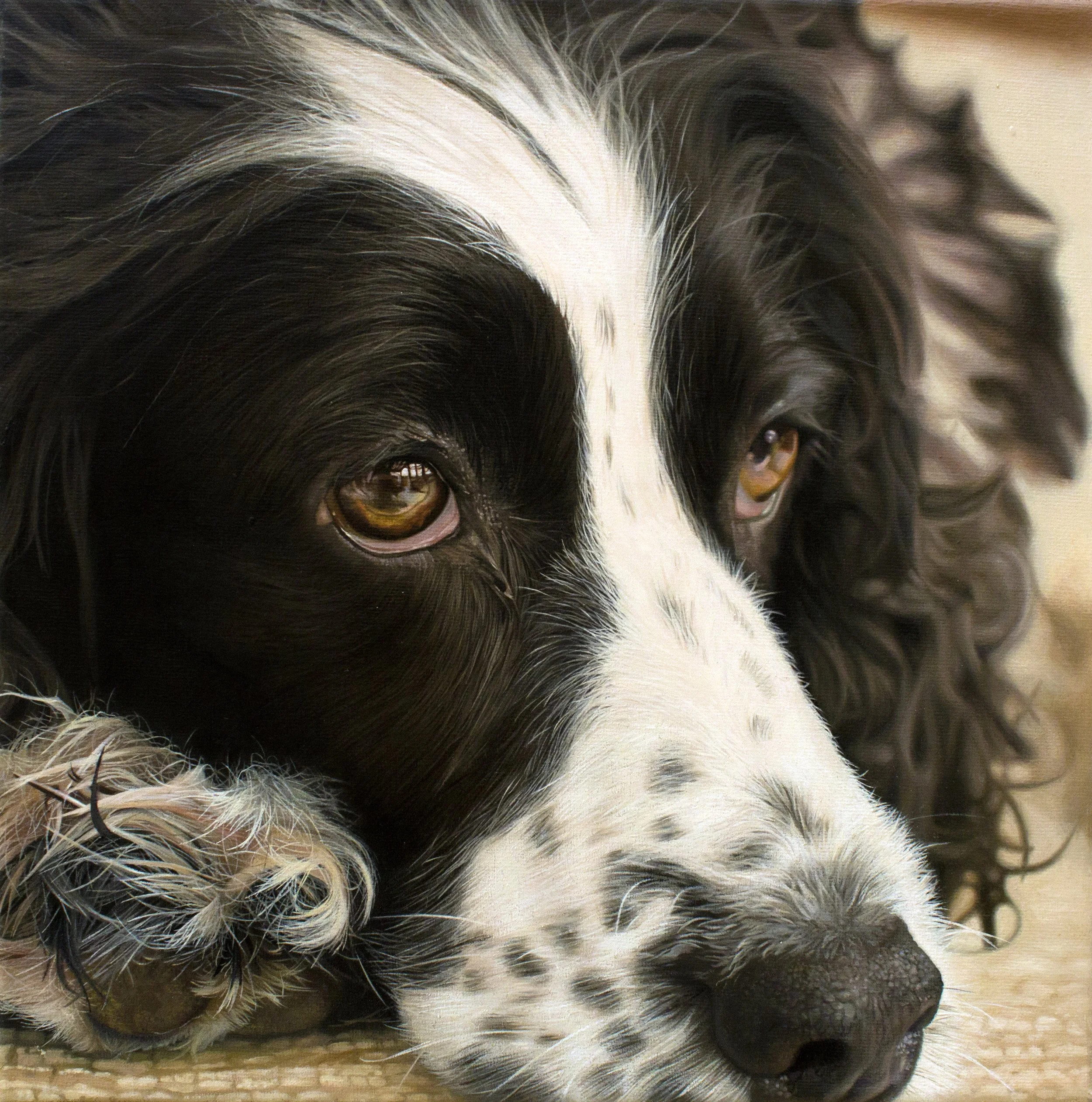 Close-up of a black and white dog with brown eyes, resting on a wooden surface.