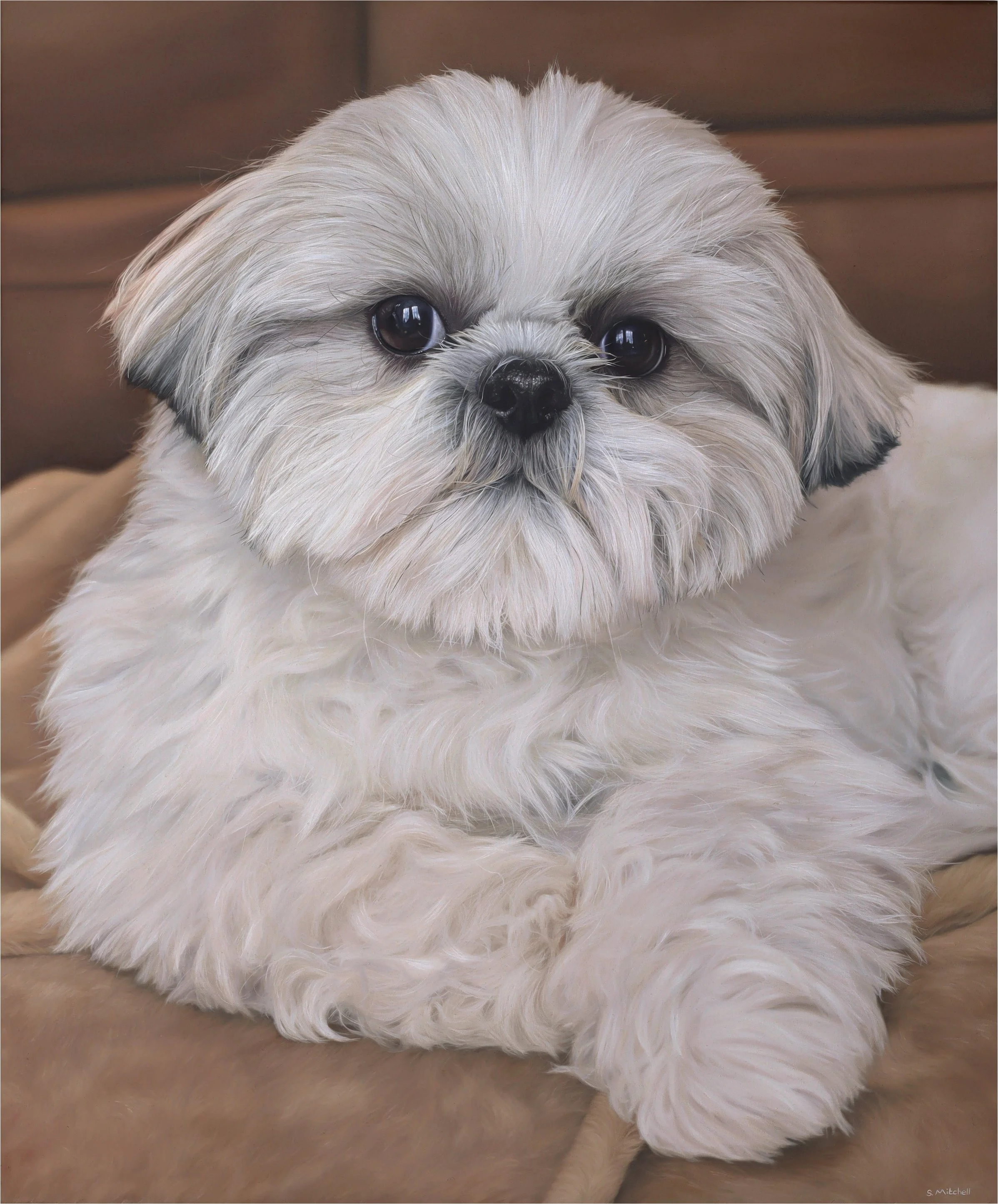 Close-up of a small white fluffy dog with dark eyes resting on a brown surface.