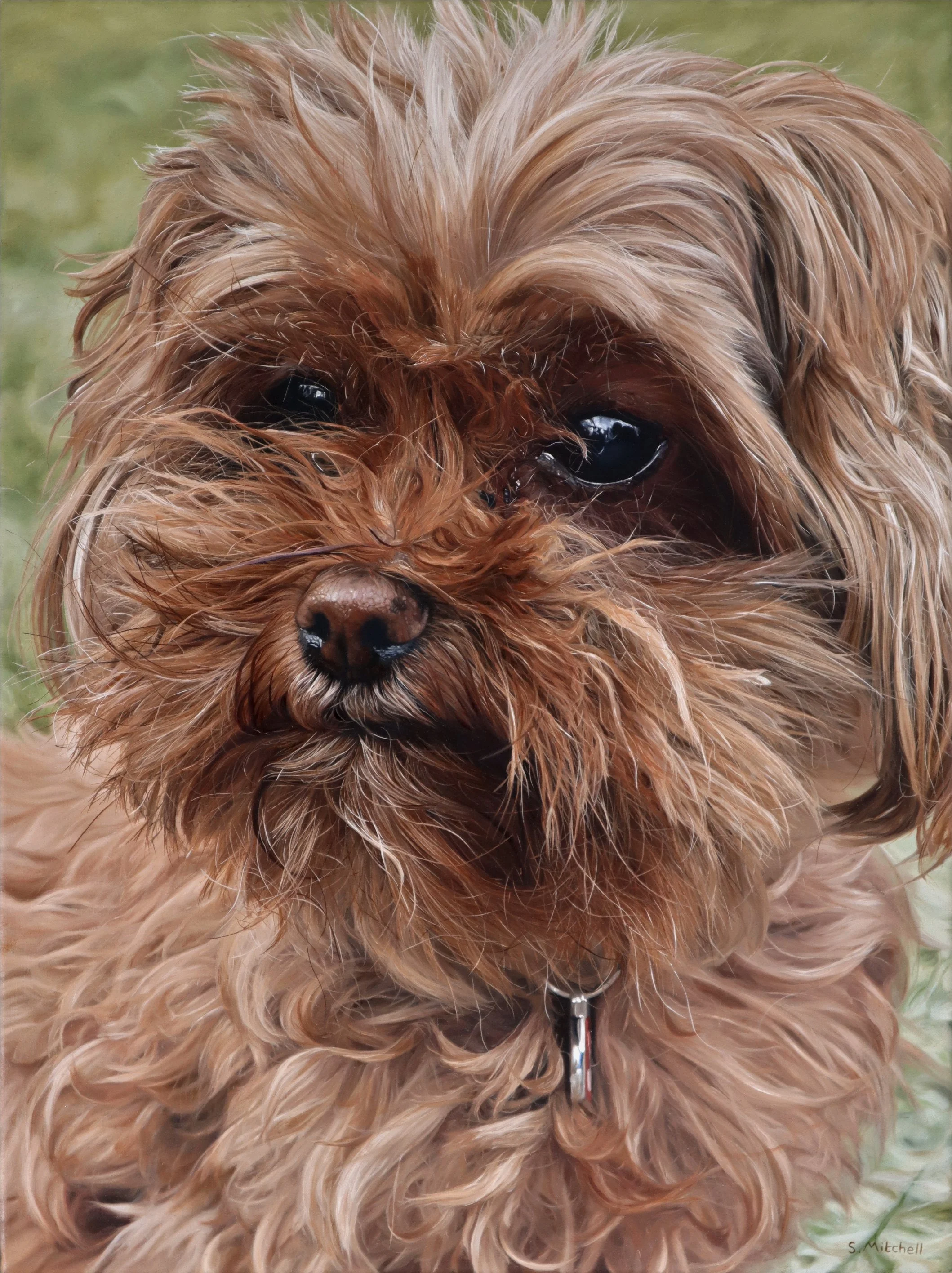 Close-up of a small, fluffy brown dog with curly, wet fur, looking directly at the camera with dark eyes.