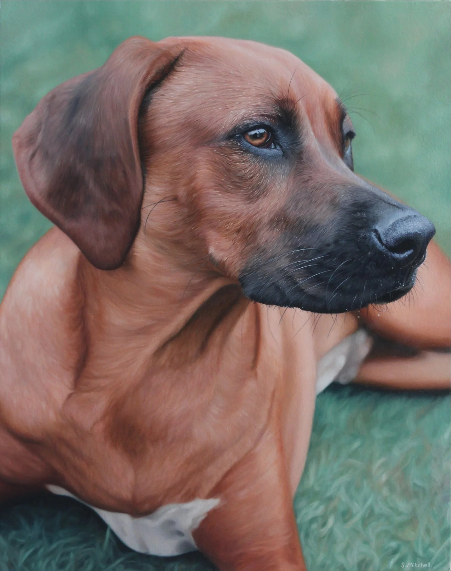 Close-up of a brown dog with black facial markings and droopy ears, lying on green grass