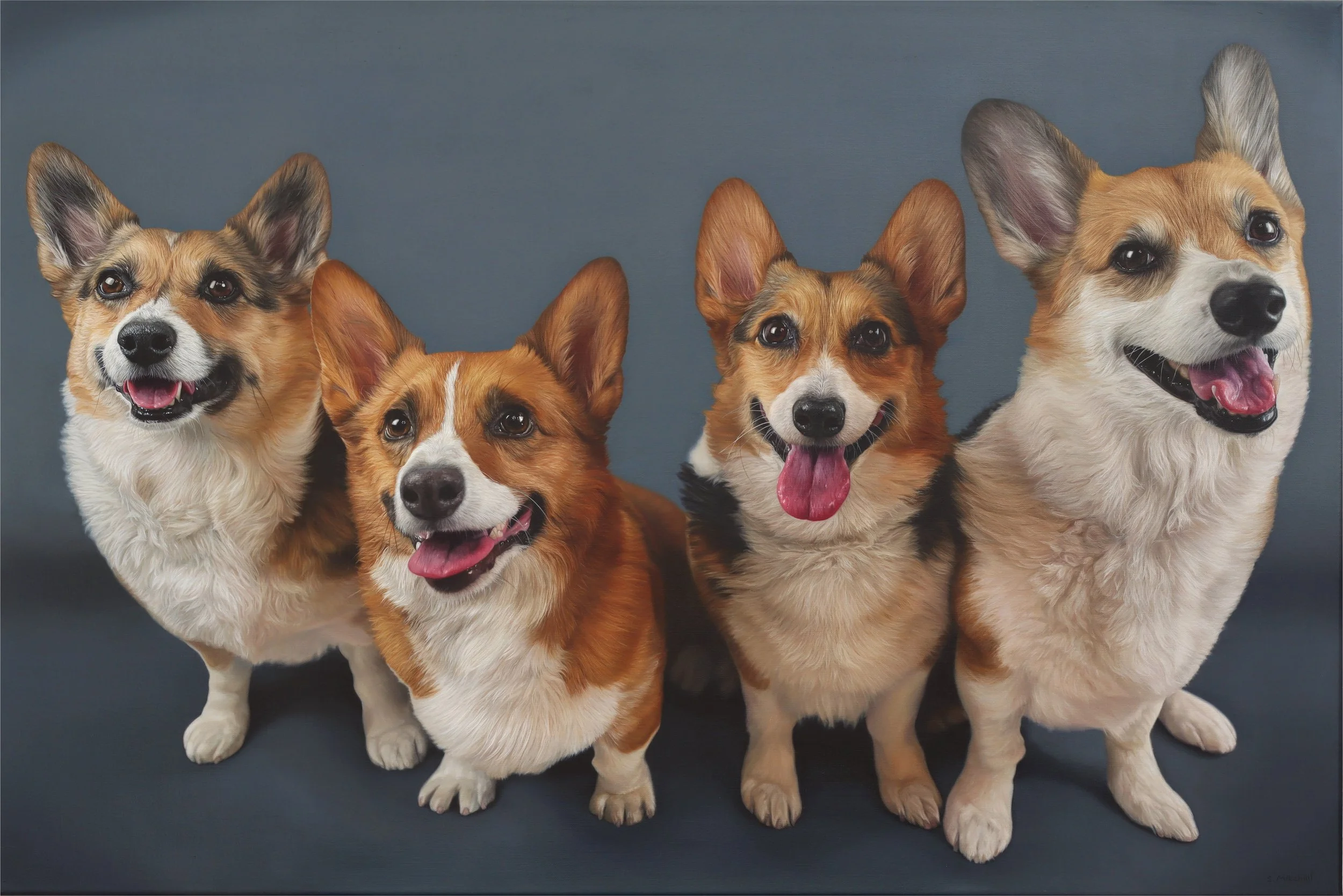 Four dogs with happy expressions standing on a dark surface against a blue background.