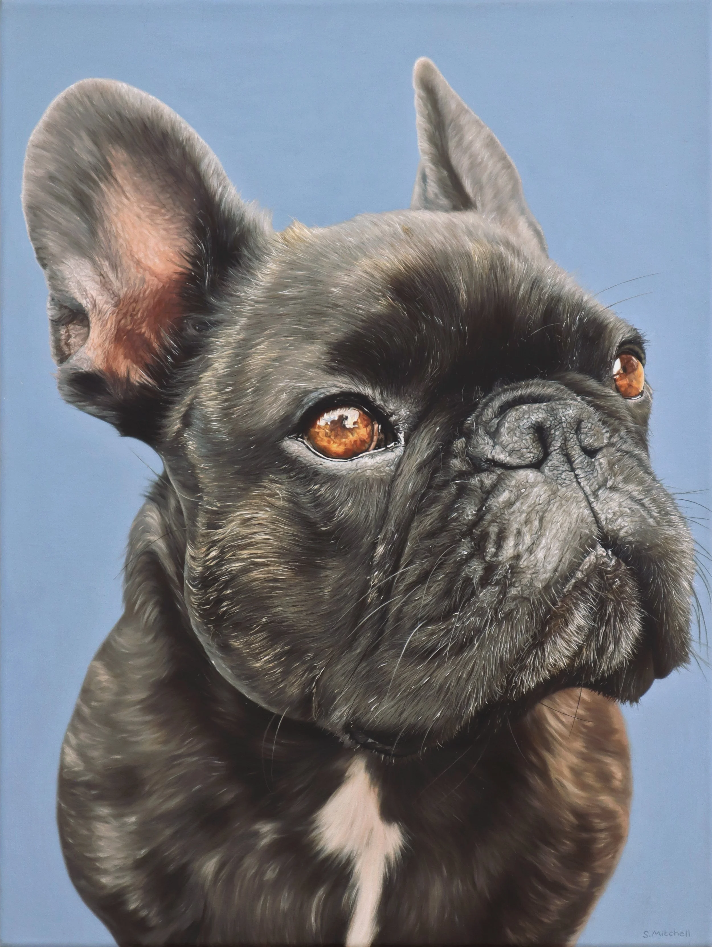 Close-up of a French Bulldog's face with brown eyes, gray fur, and a pug-like wrinkled nose against a blue background.
