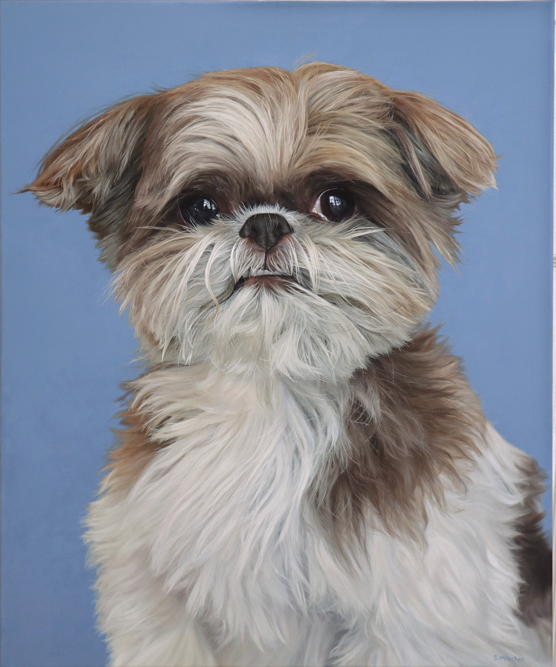 Portrait of a small dog with fluffy fur, brown, white, and black markings, against a solid light blue background.