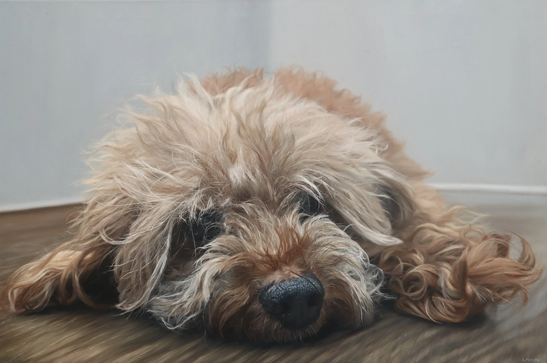 A fluffy dog with curly beige and light brown fur is lying on the wooden floor, resting its head with closed eyes facing downward.