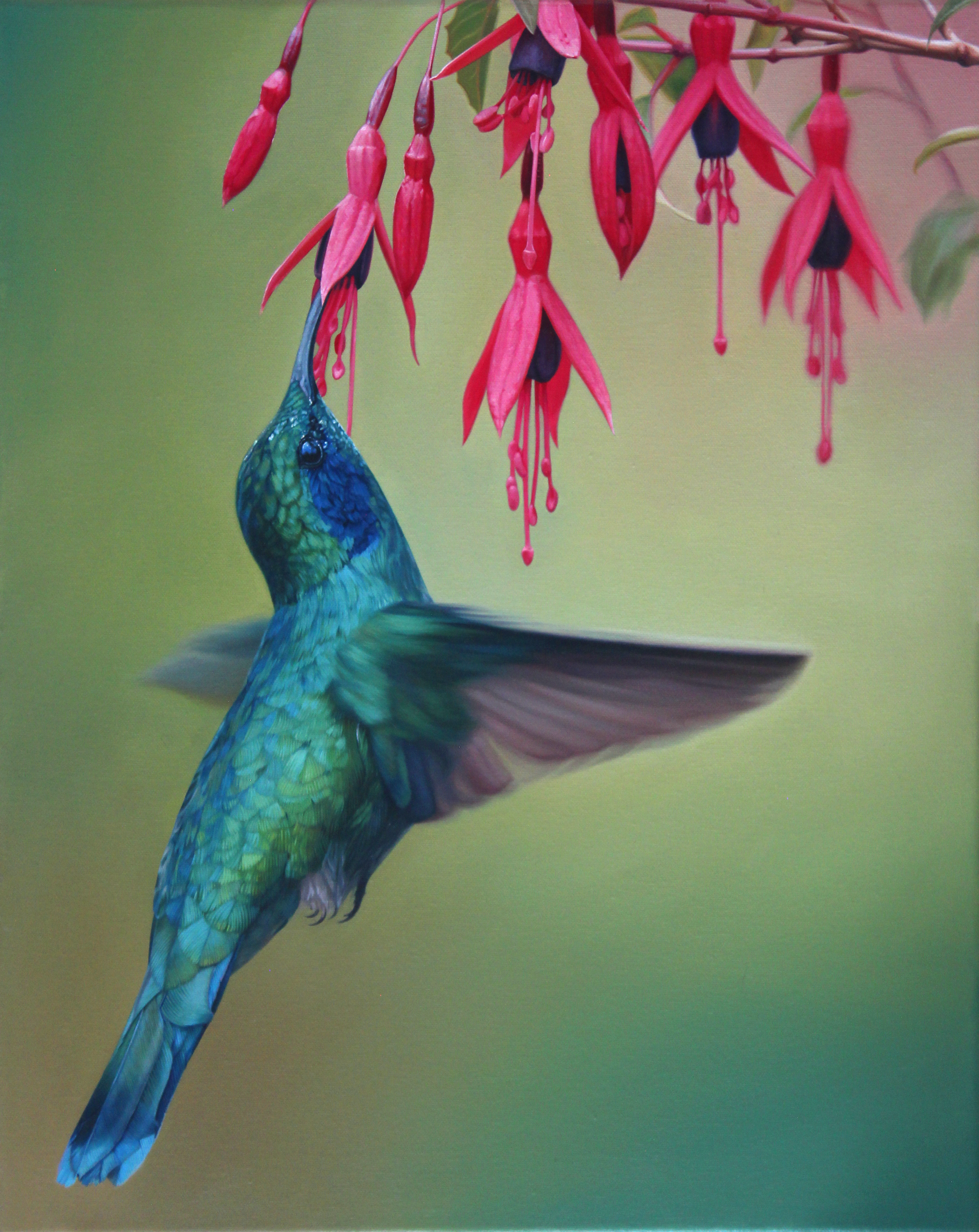 A colorful bird, likely a hummingbird, with iridescent blue and green feathers, is hovering near pink and purple fuchsia flowers with a green background.