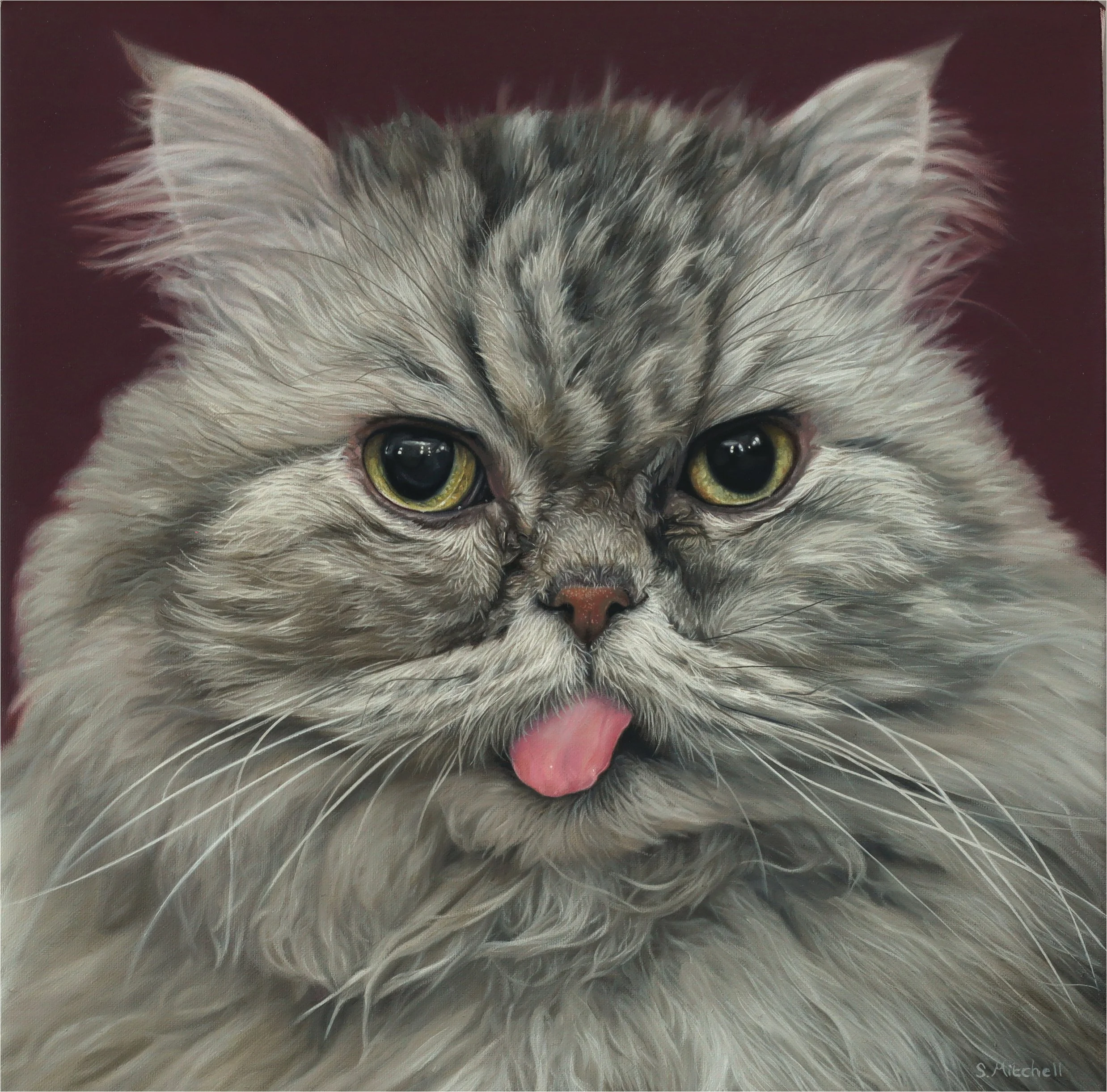 Close-up of a gray and white cat with yellow-green eyes and pink tongue sticking out, focusing on its face and ears.