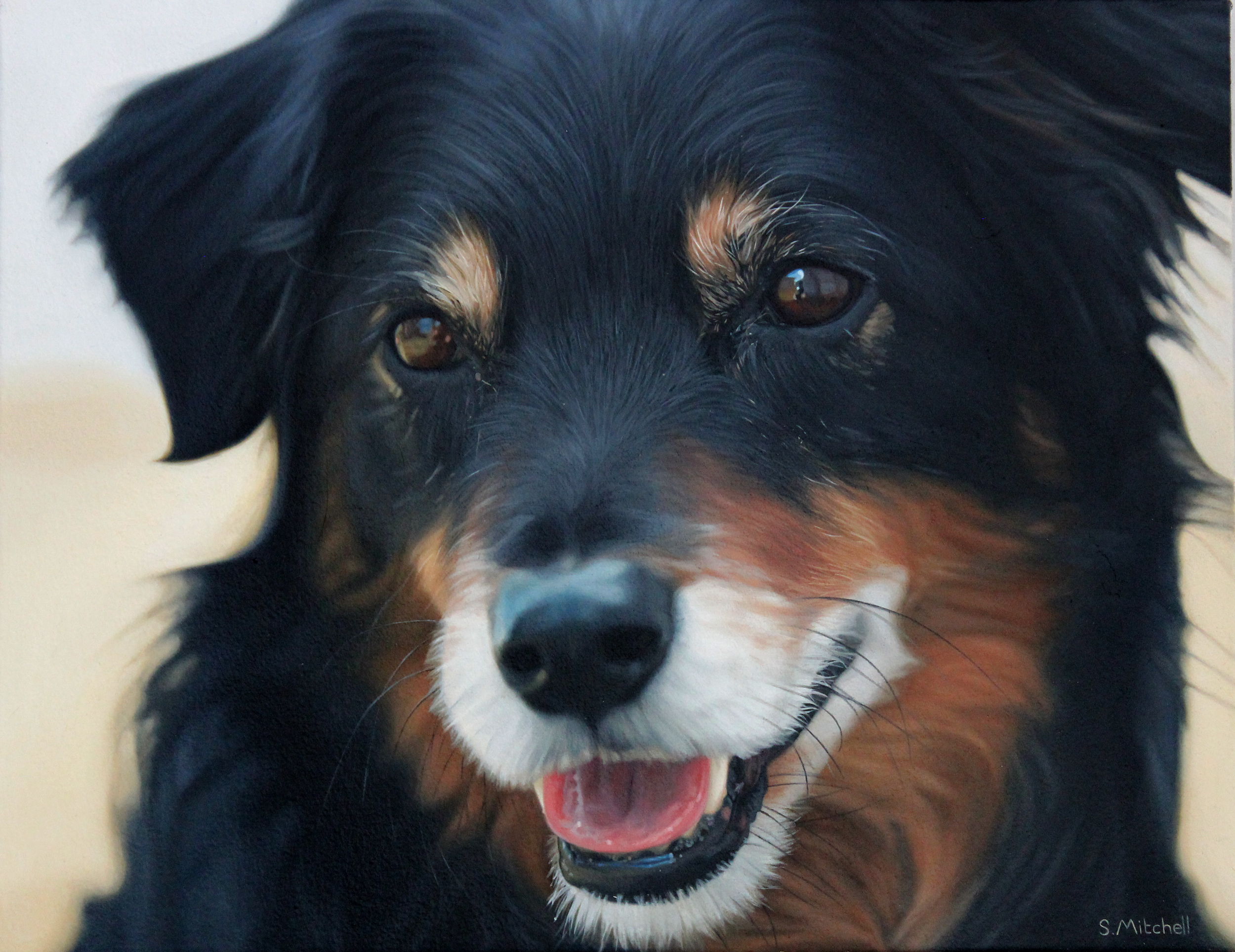 Close-up of a happy Bernese Mountain Dog puppy with its tongue out, showing black, white, and brown fur.