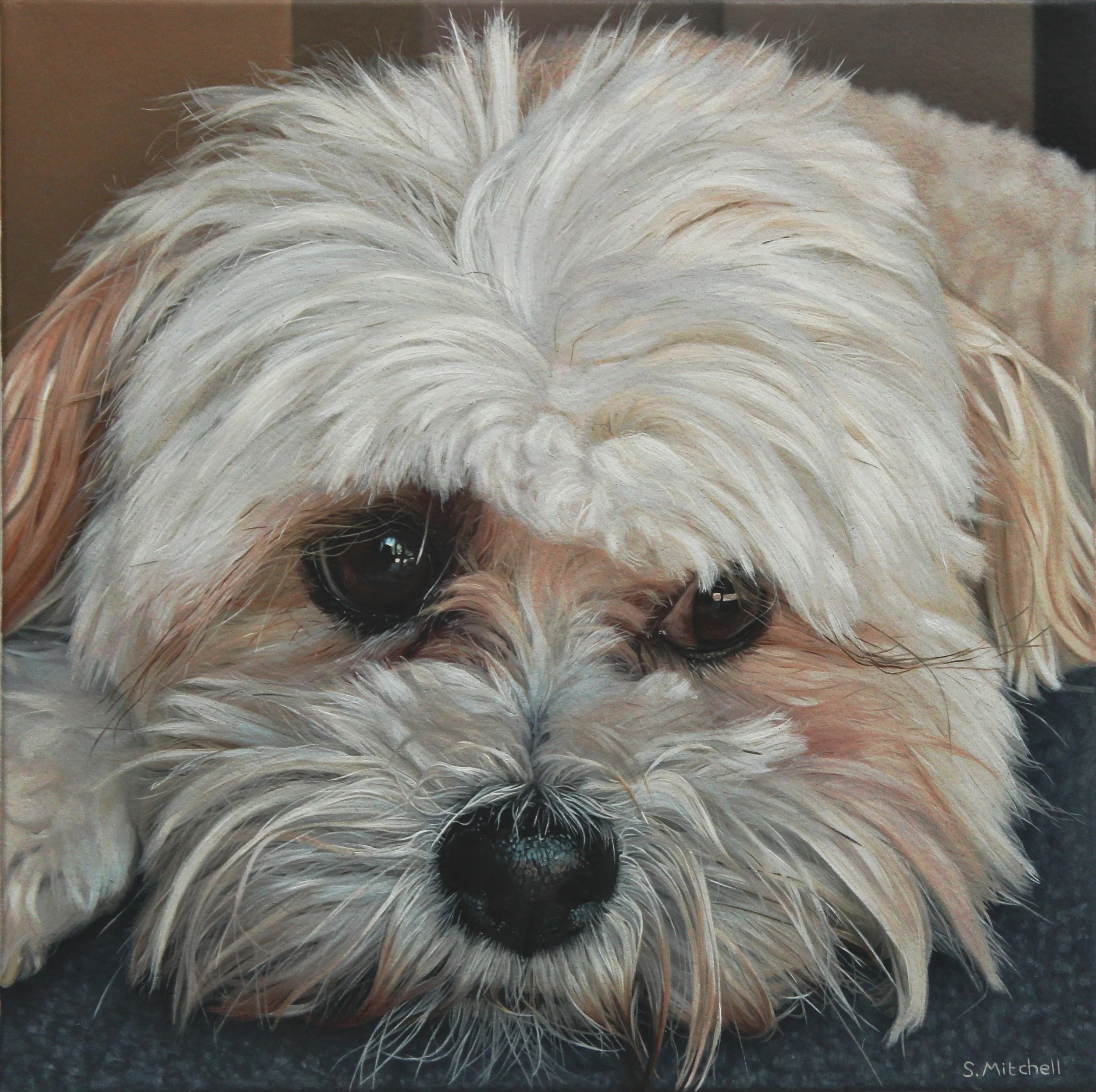 Close-up of a fluffy dog with light-colored, wavy fur and dark, shiny eyes.