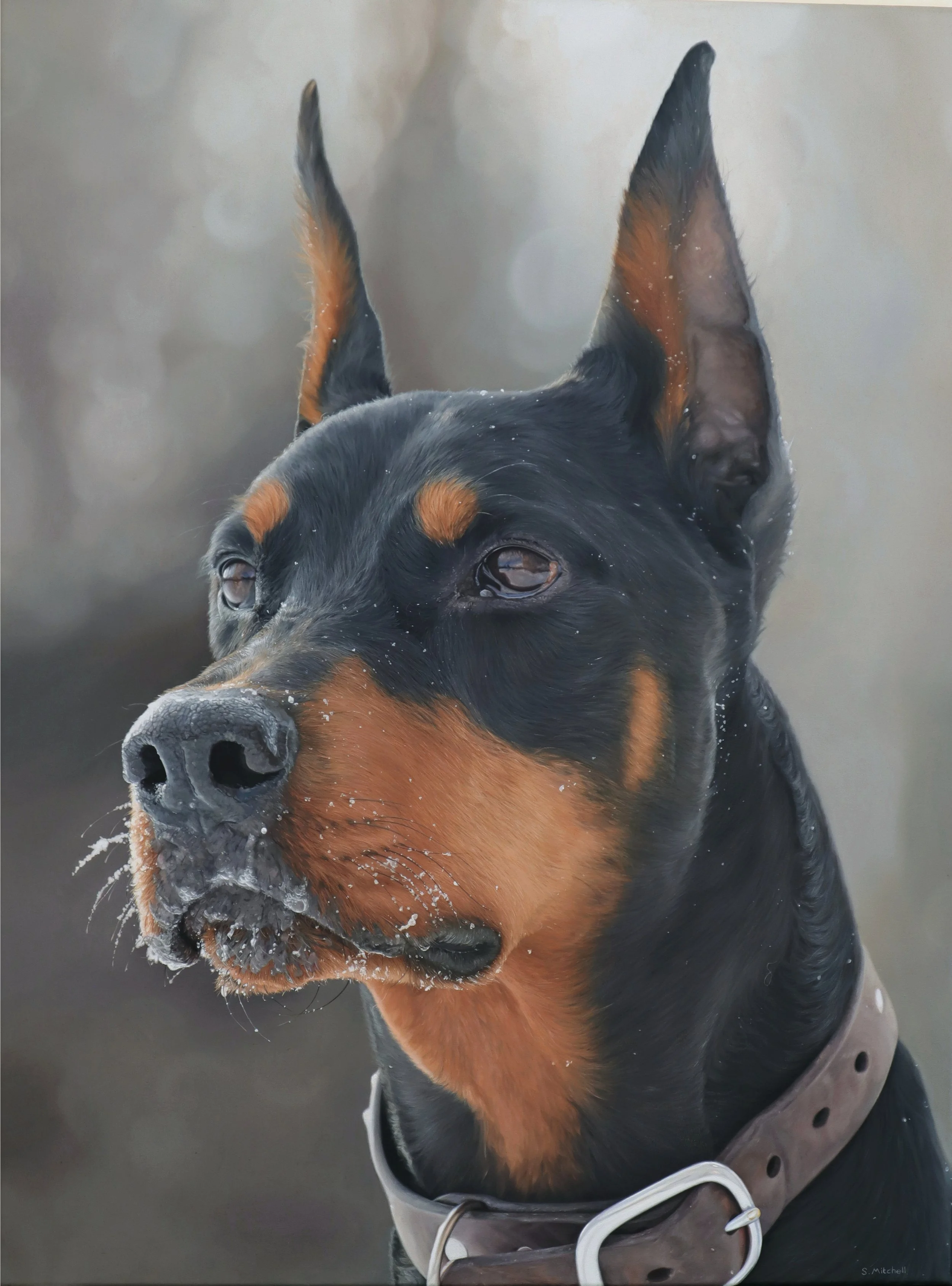 Close-up image of a black and tan Doberman Pinscher dog with snowflakes on its face and above its eyes, wearing a gray collar with a metal buckle and chain, against a soft, blurred background.